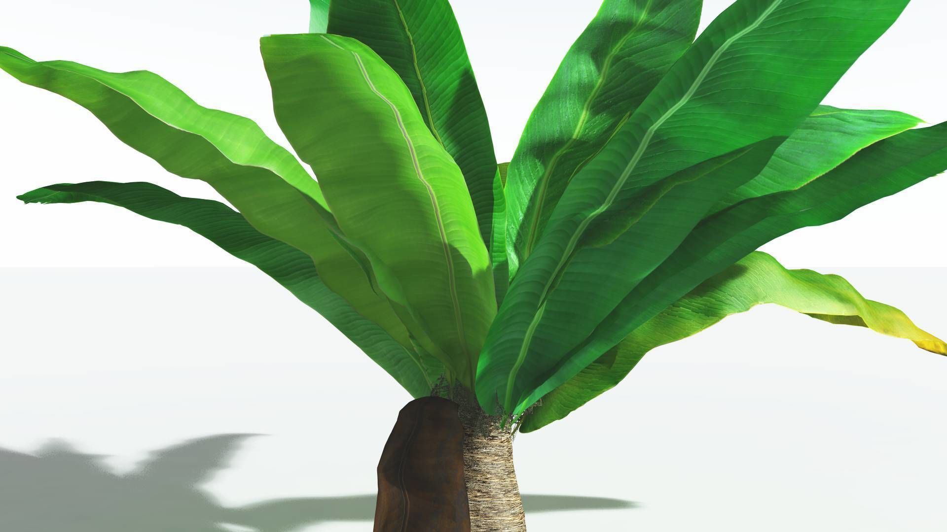 EVERYPlant Bjuvia Cycad 3 --12 Models-- 3D model_19