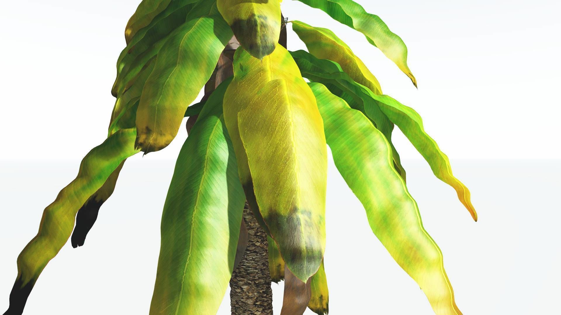 EVERYPlant Bjuvia Cycad 3 --12 Models-- 3D model_9