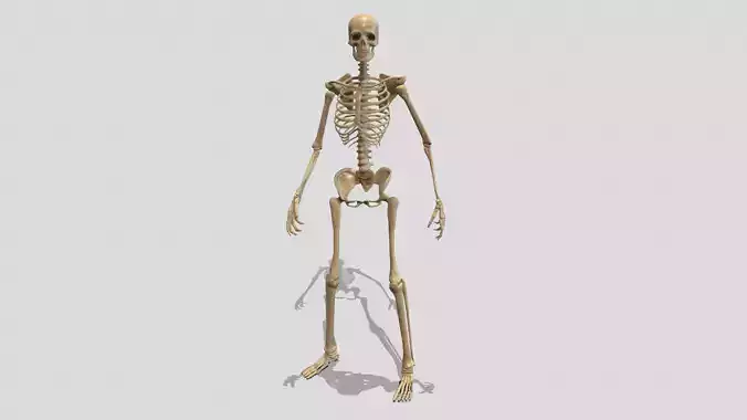 Skeleton