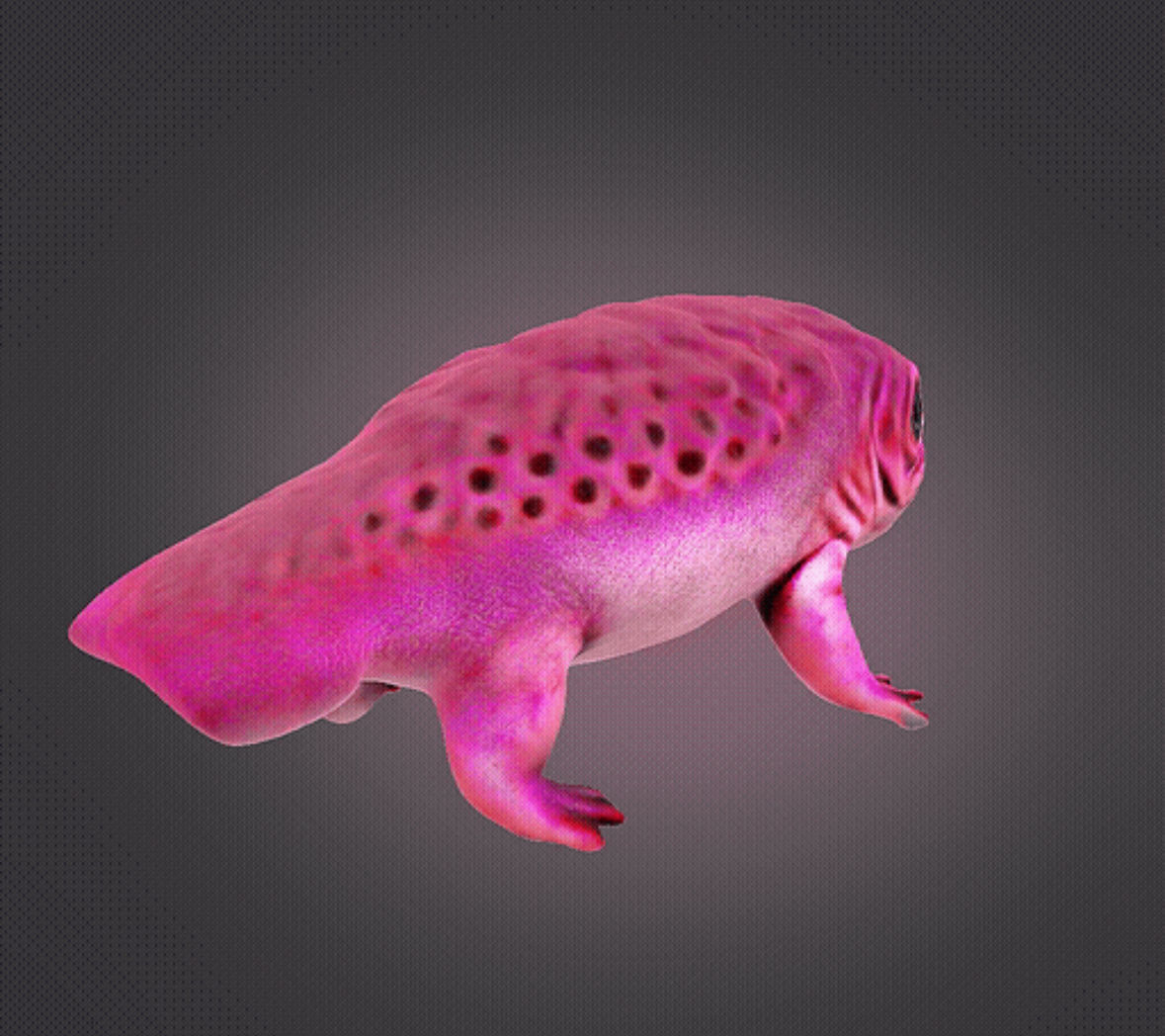 Axolotl 3D print model_5