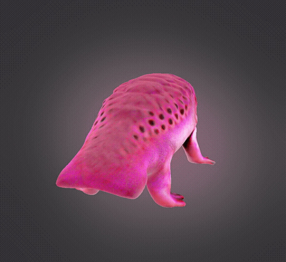 Axolotl 3D print model_6