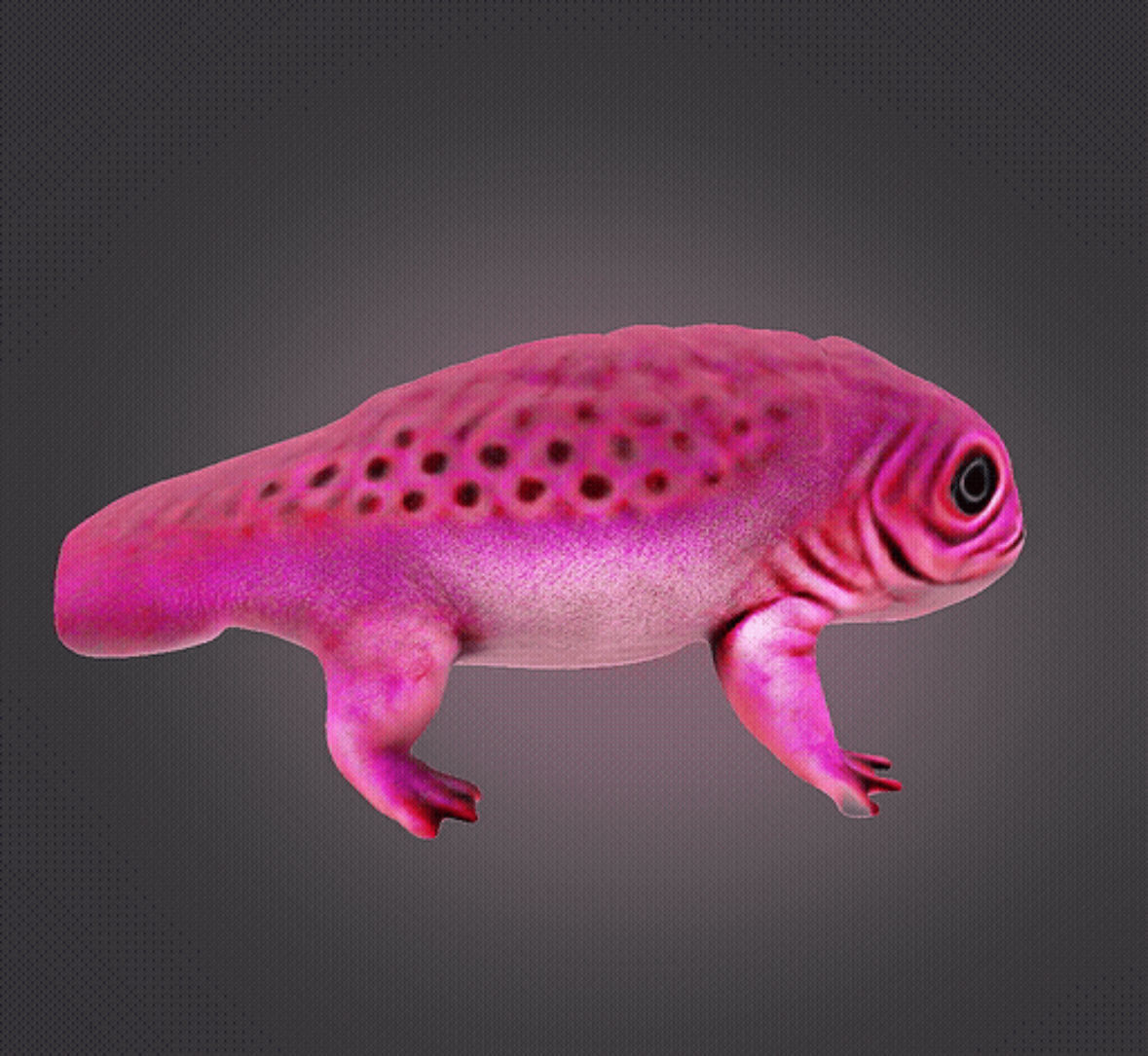 Axolotl 3D print model_4