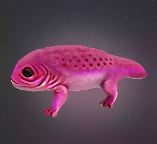 Axolotl