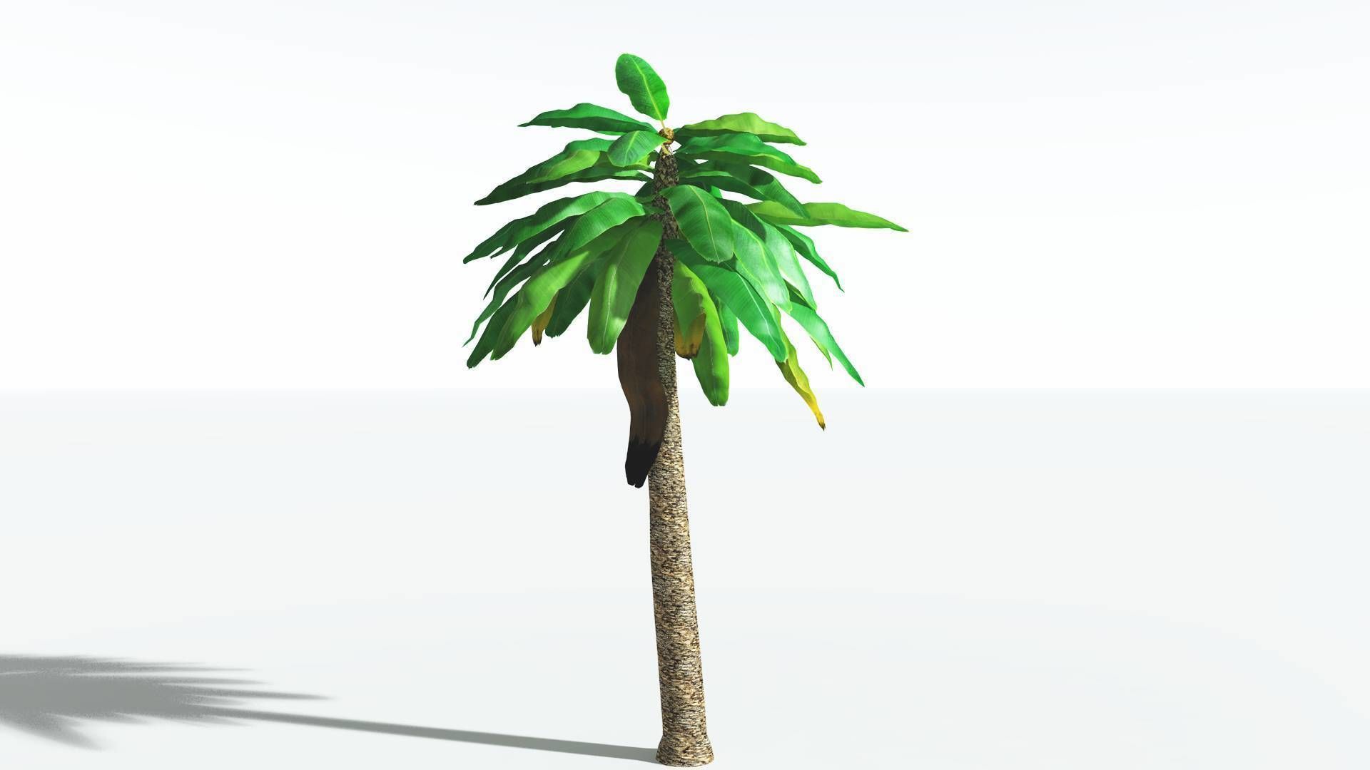 EVERYPlant Bjuvia Cycad LowPoly 3 --12 Models-- Low-poly 3D model_24