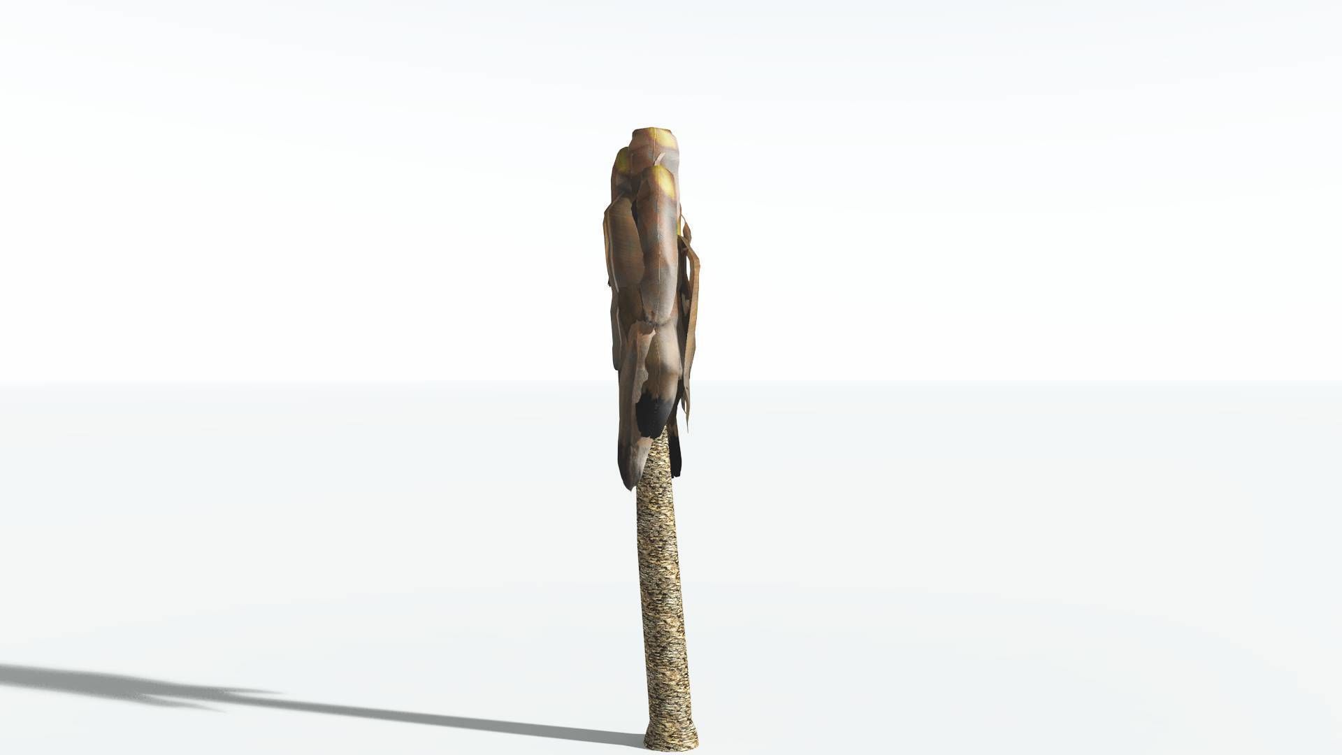 EVERYPlant Bjuvia Cycad LowPoly 3 --12 Models-- Low-poly 3D model_10