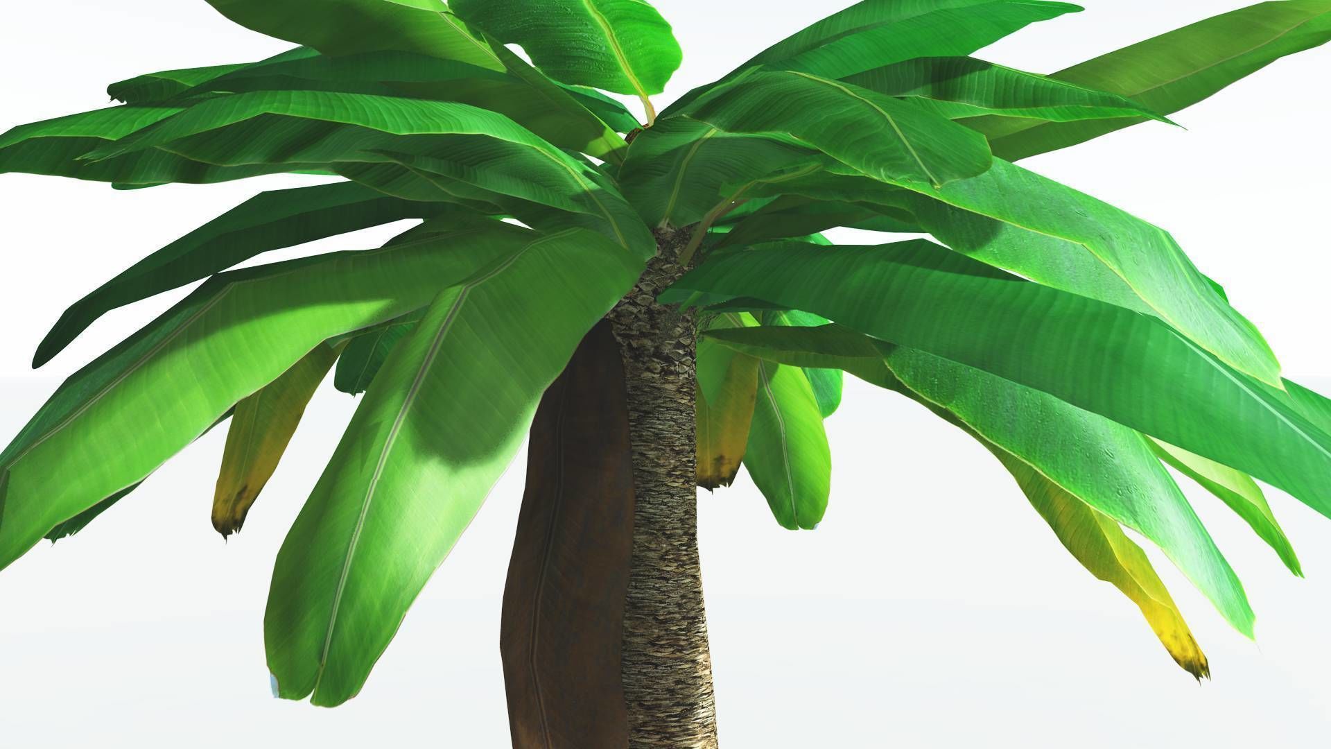 EVERYPlant Bjuvia Cycad LowPoly 3 --12 Models-- Low-poly 3D model_17