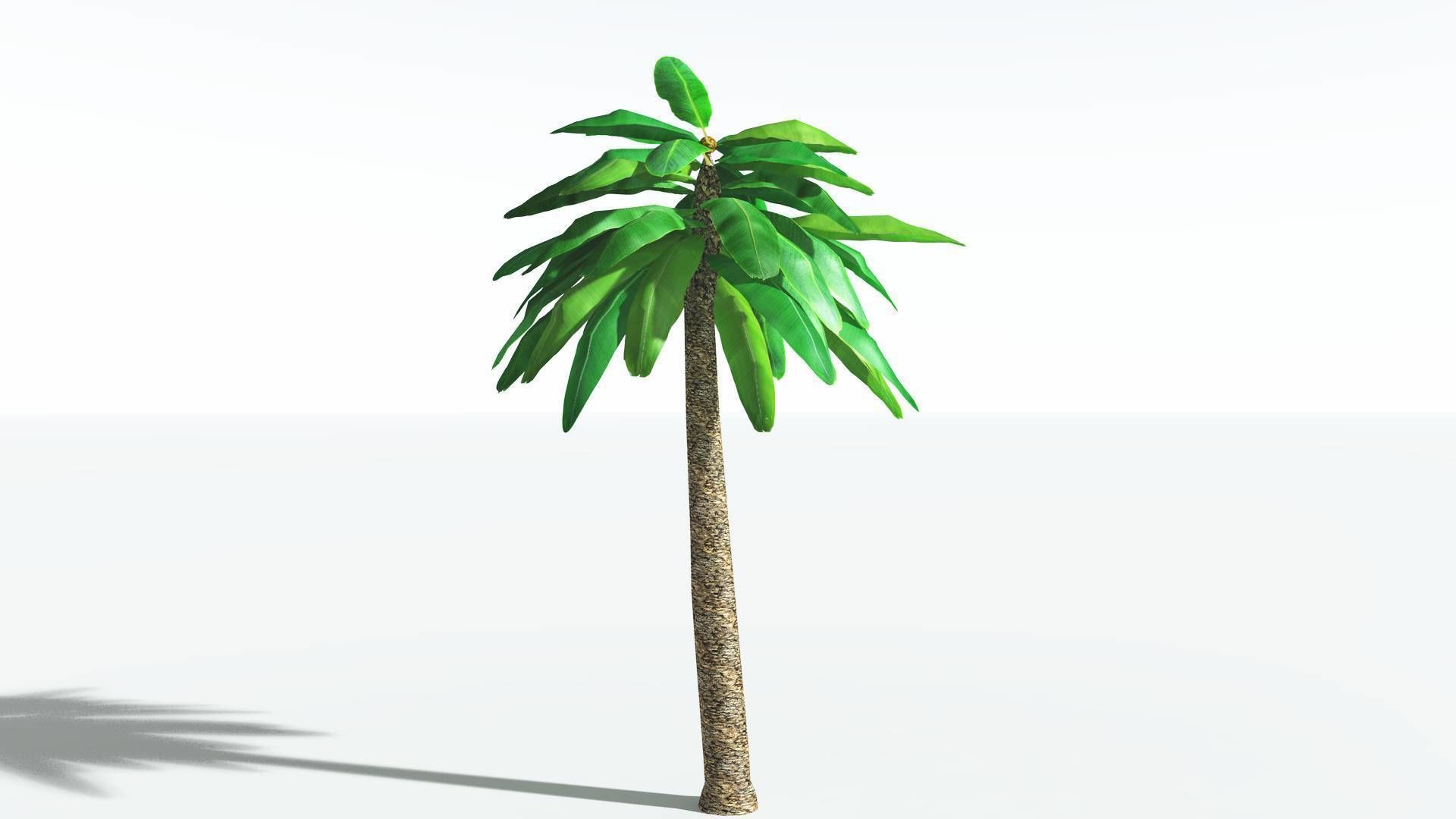 EVERYPlant Bjuvia Cycad LowPoly 3 --12 Models-- Low-poly 3D model_4