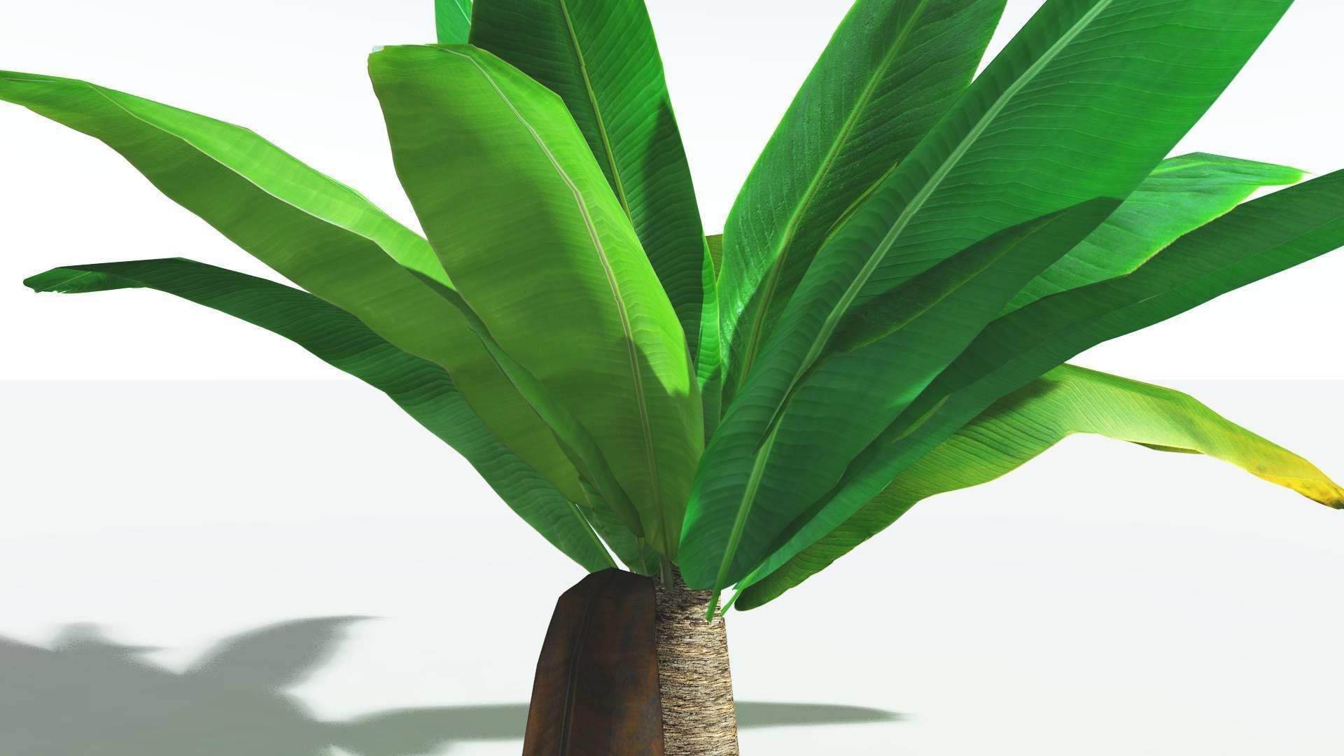 EVERYPlant Bjuvia Cycad LowPoly 3 --12 Models-- Low-poly 3D model_19