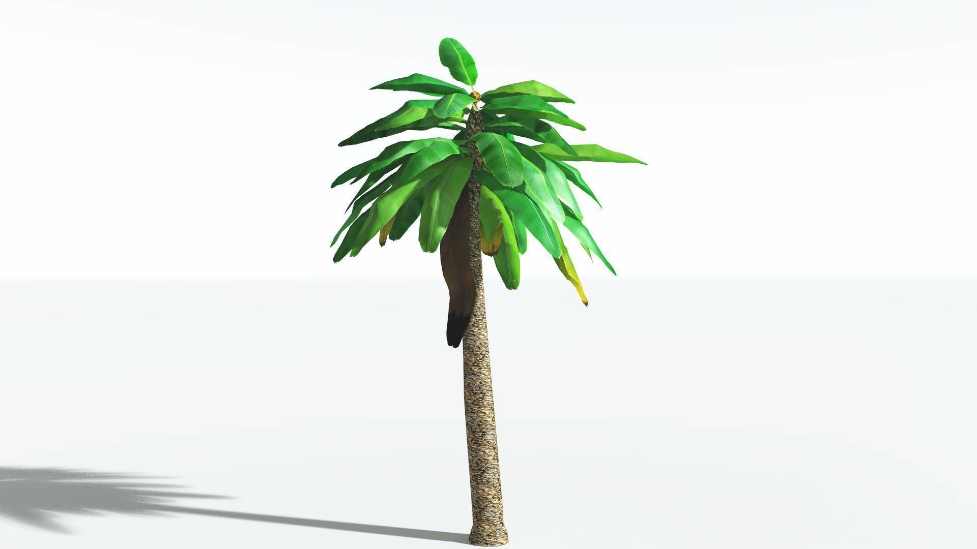 EVERYPlant Bjuvia Cycad LowPoly 3 --12 Models-- Low-poly 3D model_2