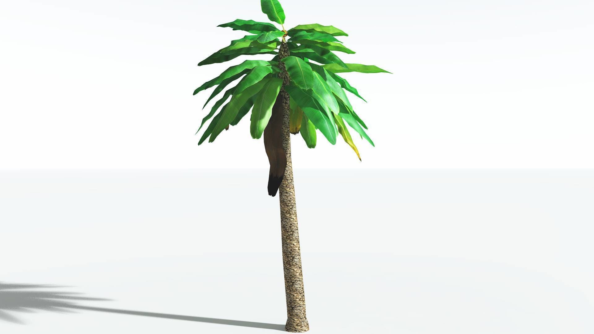 EVERYPlant Bjuvia Cycad LowPoly 3 --12 Models-- Low-poly 3D model_14