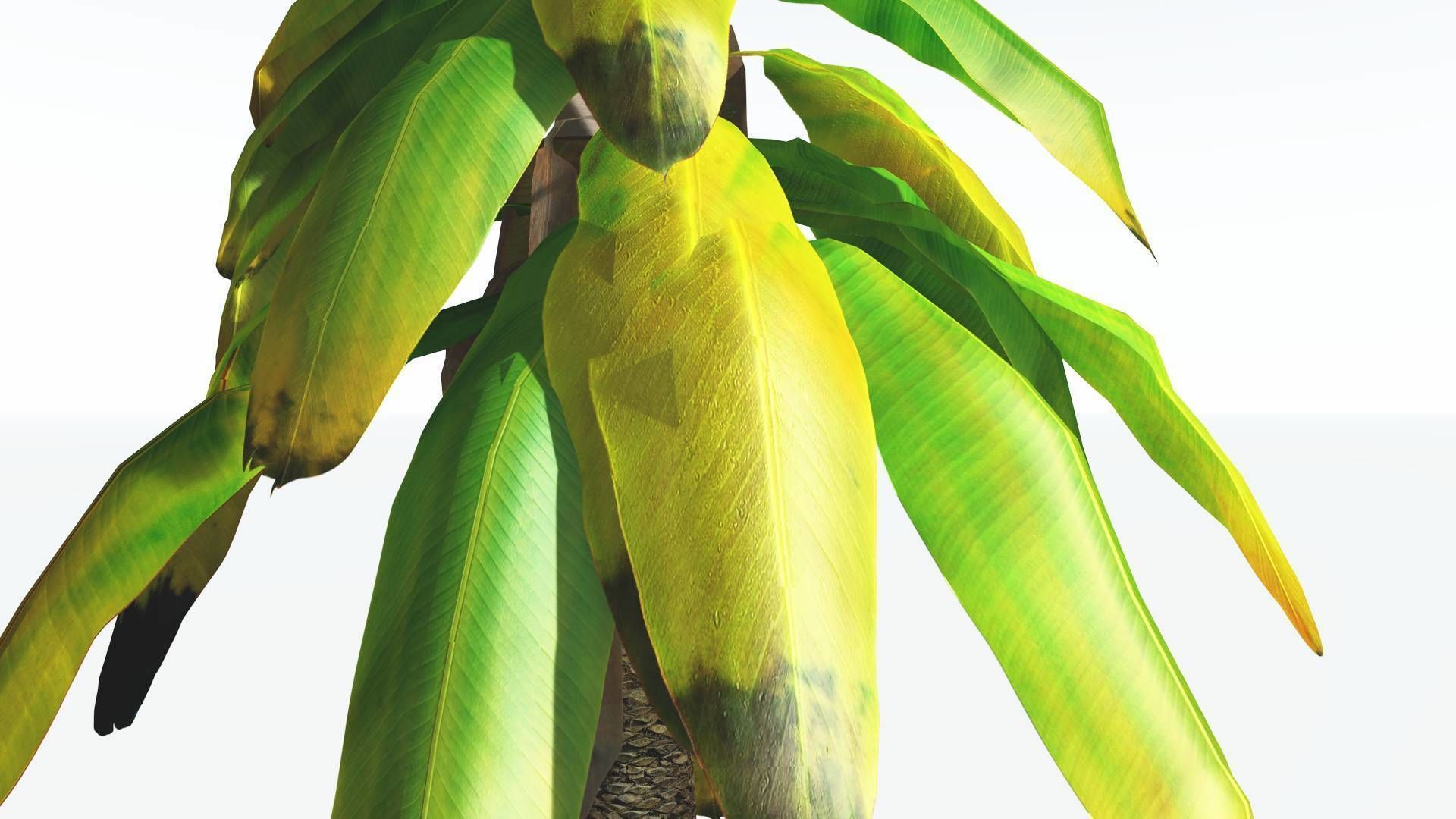 EVERYPlant Bjuvia Cycad LowPoly 3 --12 Models-- Low-poly 3D model_9