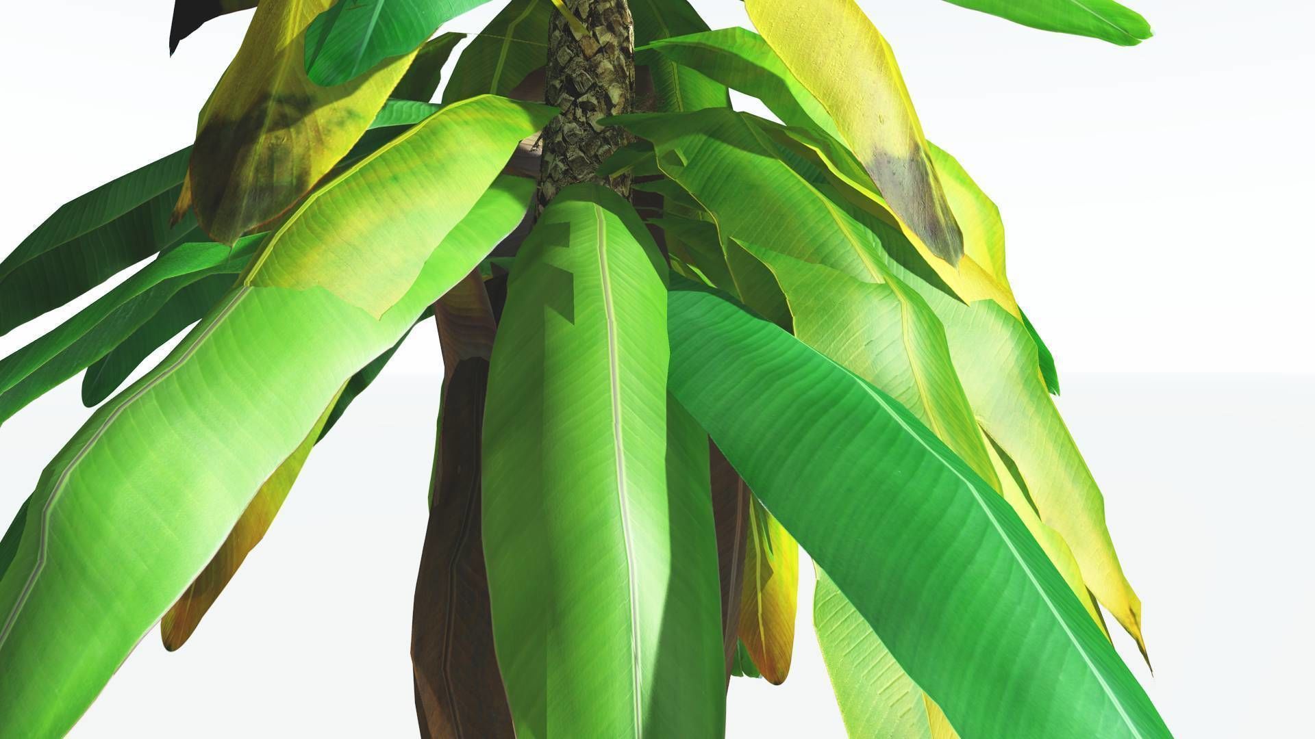 EVERYPlant Bjuvia Cycad LowPoly 3 --12 Models-- Low-poly 3D model_7