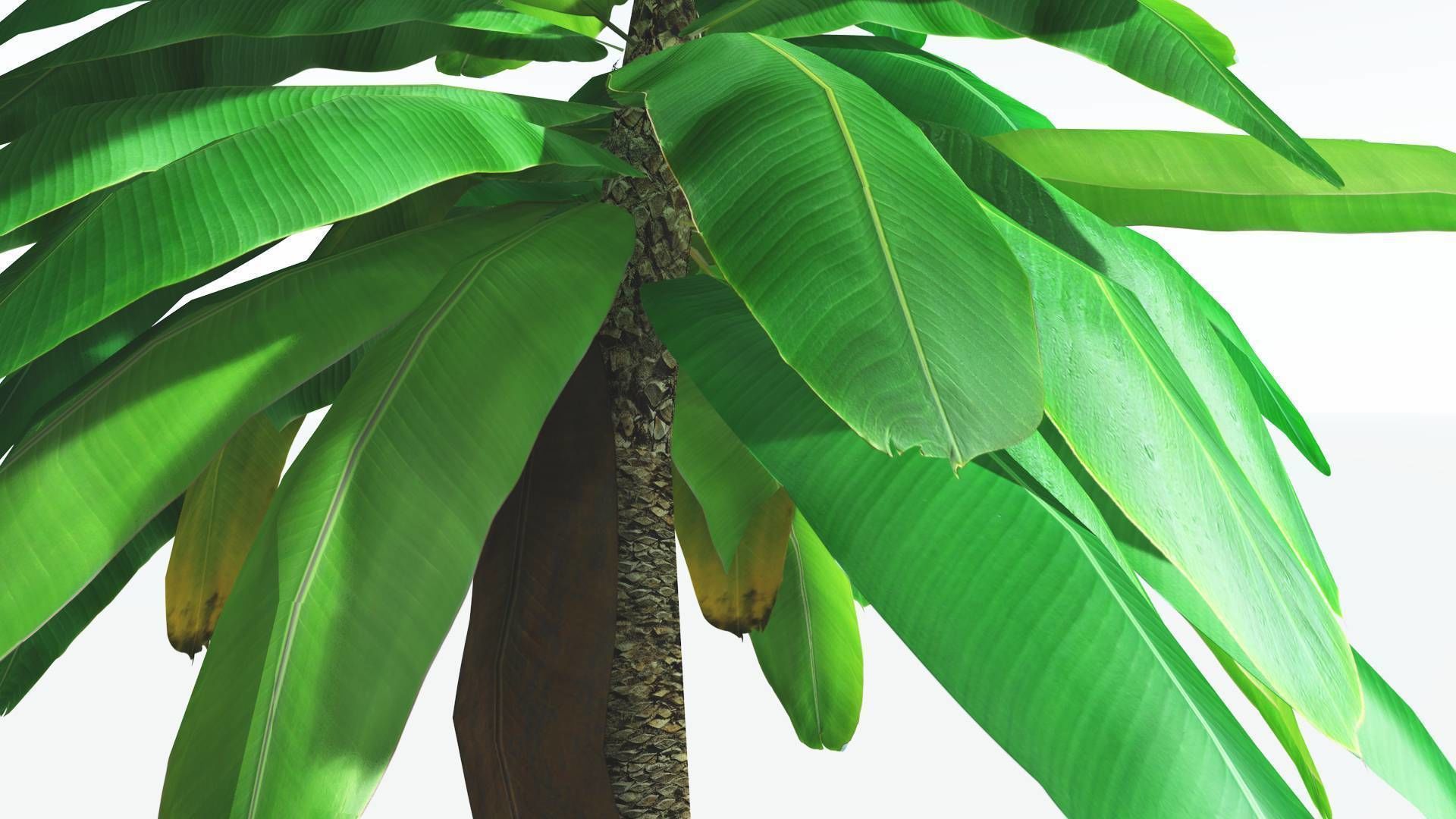 EVERYPlant Bjuvia Cycad LowPoly 3 --12 Models-- Low-poly 3D model_23