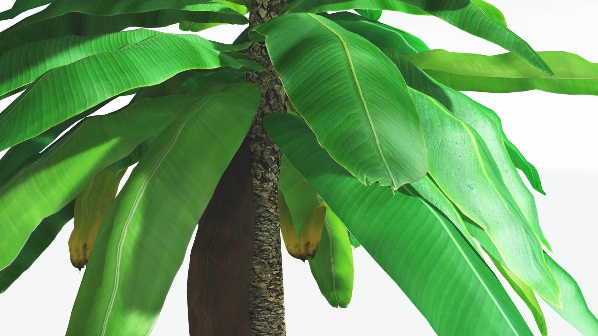 EVERYPlant Bjuvia Cycad LowPoly 3 --12 Models-- Low-poly 3D model_25