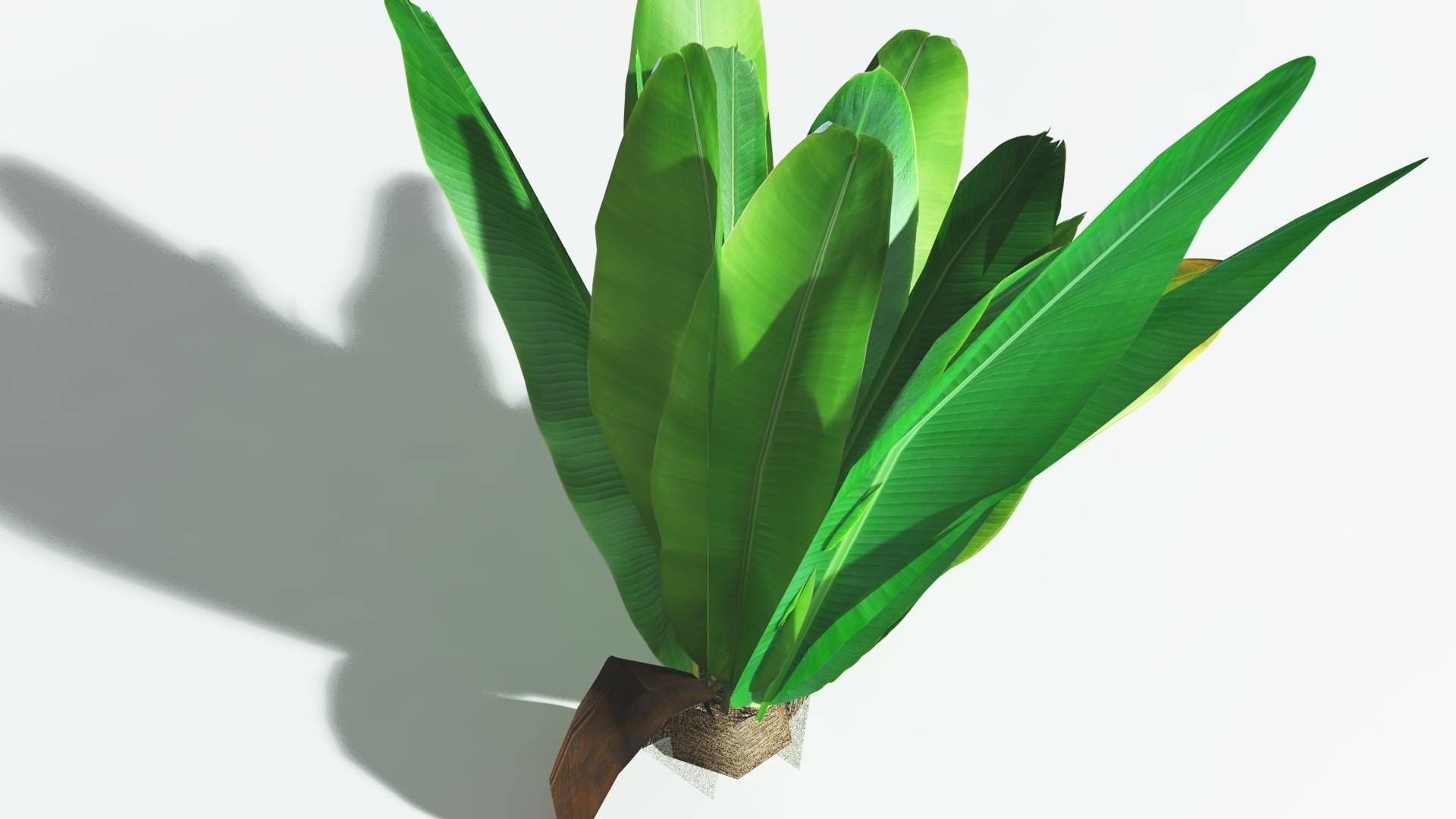 EVERYPlant Bjuvia Cycad LowPoly 3 --12 Models-- Low-poly 3D model_21