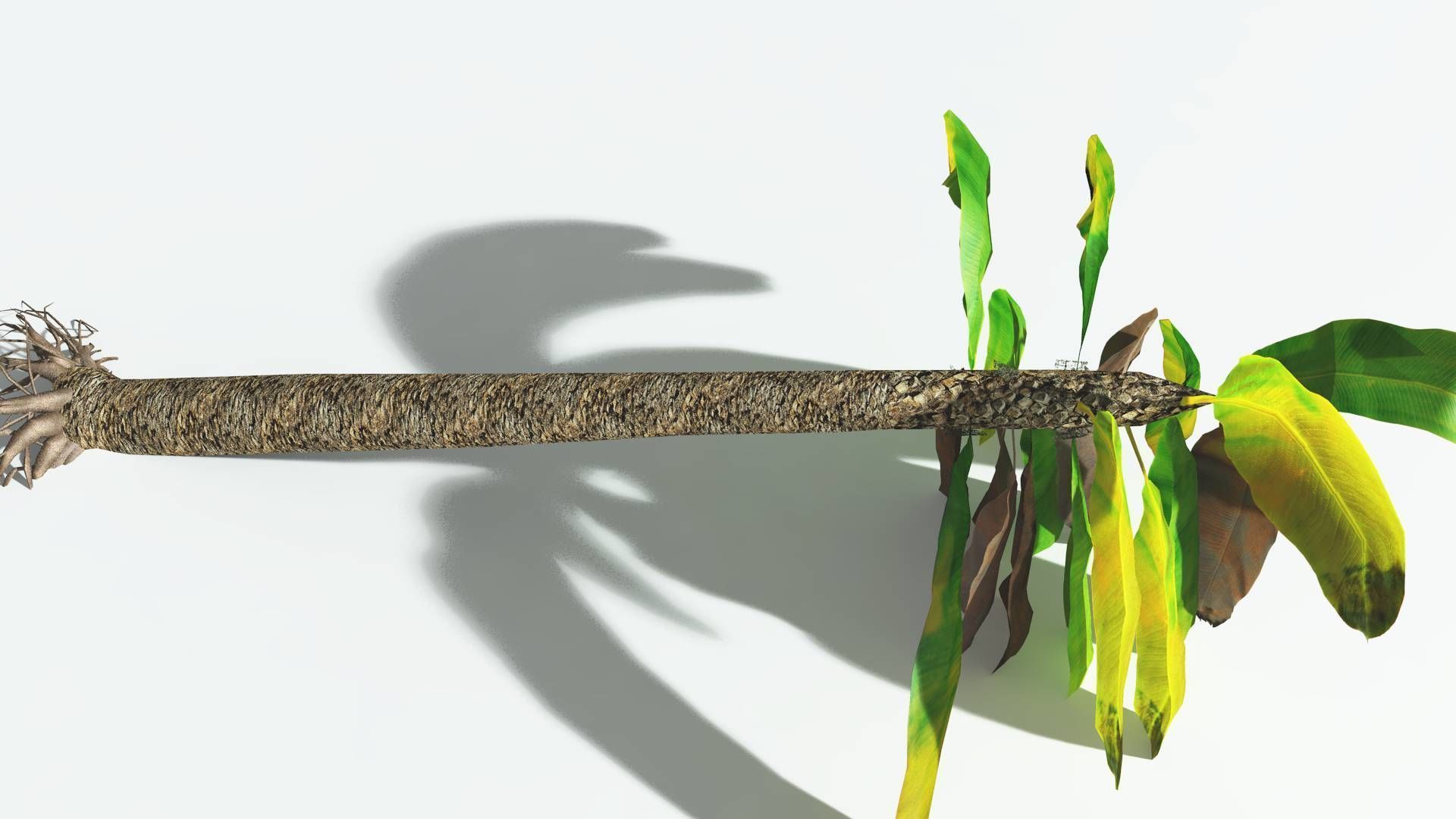 EVERYPlant Bjuvia Cycad LowPoly 3 --12 Models-- Low-poly 3D model_13