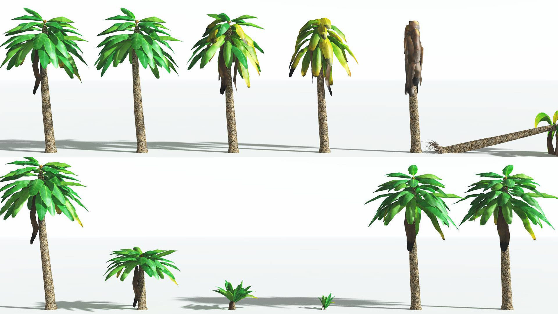 EVERYPlant Bjuvia Cycad LowPoly 3 --12 Models-- Low-poly 3D model_1
