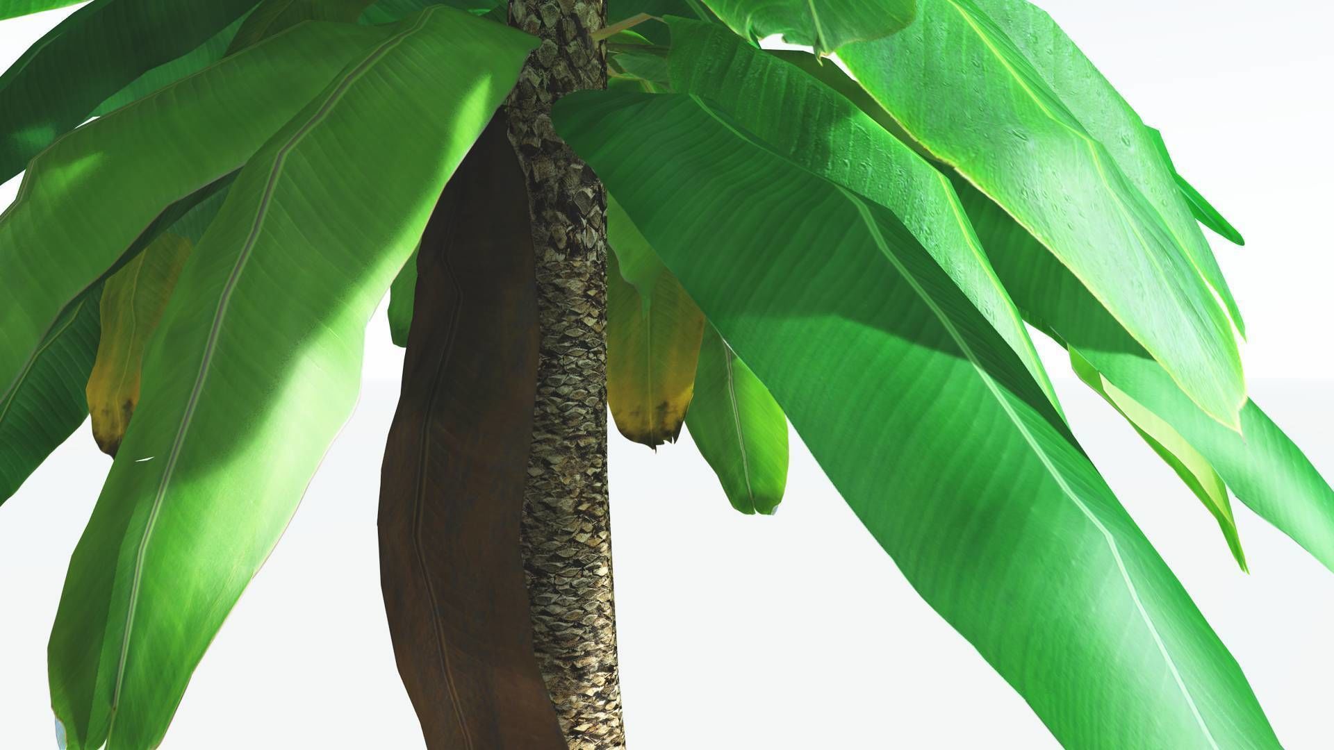 EVERYPlant Bjuvia Cycad LowPoly 3 --12 Models-- Low-poly 3D model_15