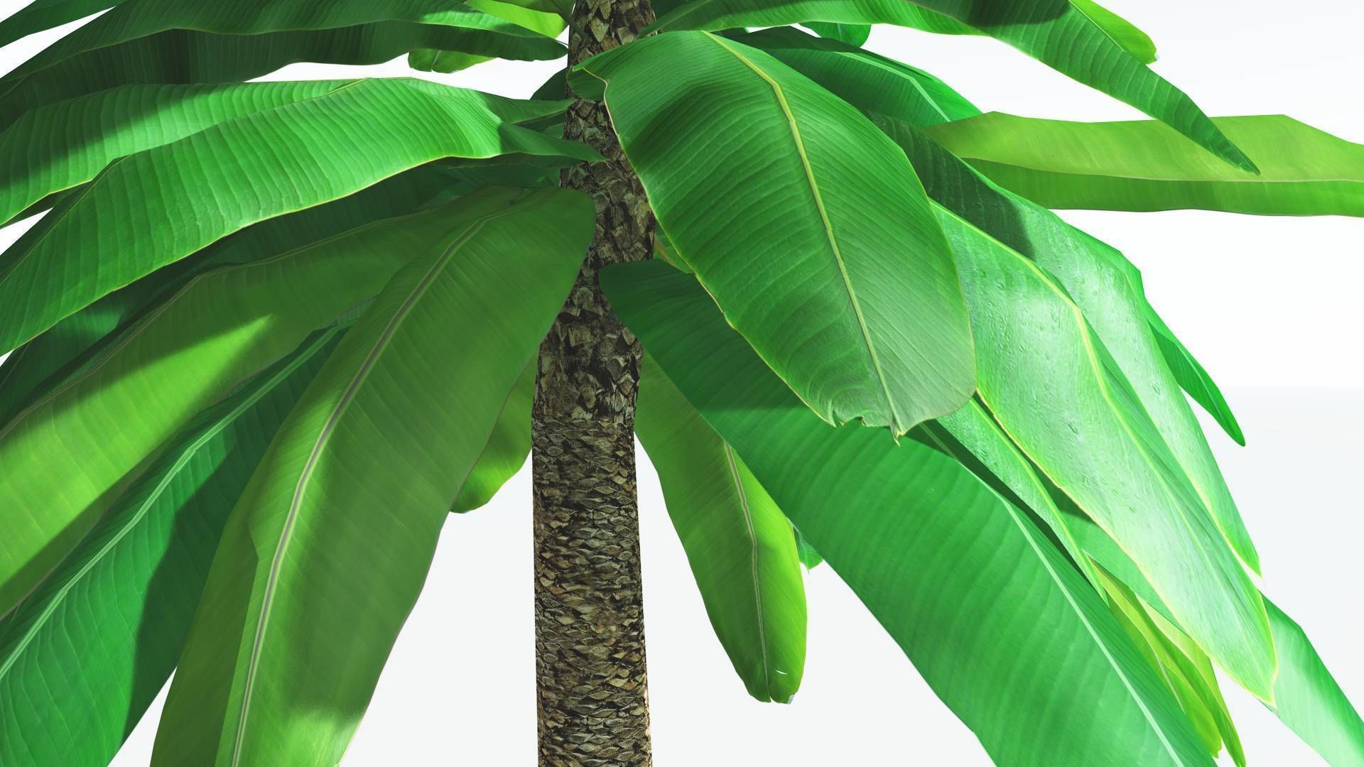 EVERYPlant Bjuvia Cycad LowPoly 3 --12 Models-- Low-poly 3D model_5