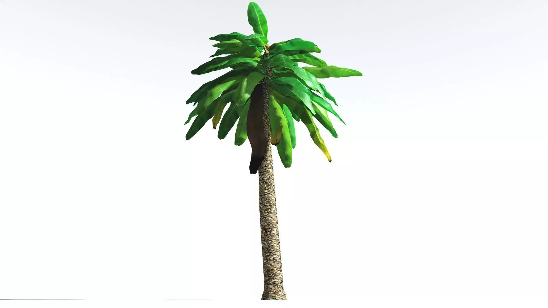 EVERYPlant Bjuvia Cycad LowPoly 3 --12 Models-- Low-poly 3D model_0