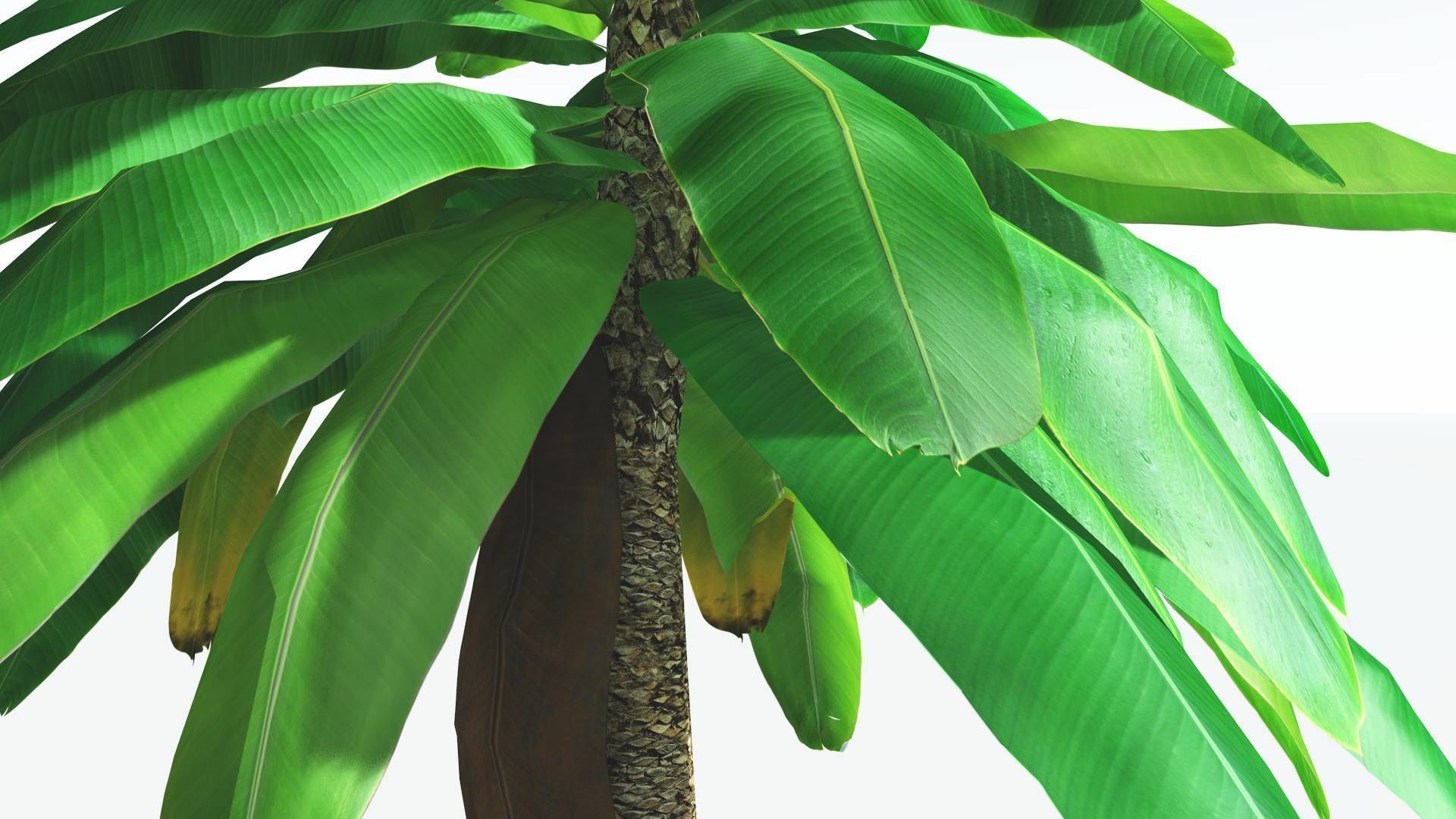 EVERYPlant Bjuvia Cycad LowPoly 3 --12 Models-- Low-poly 3D model_3