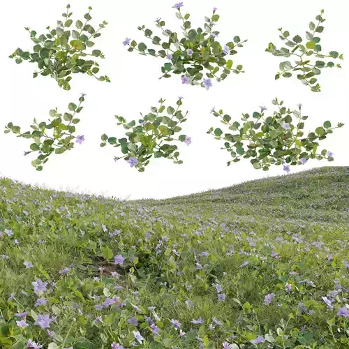 Torenia crustacea - Malaysian Lindernia