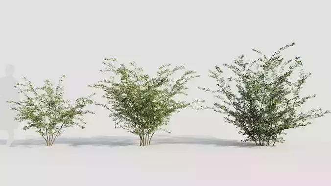 Cotoneaster francheti b