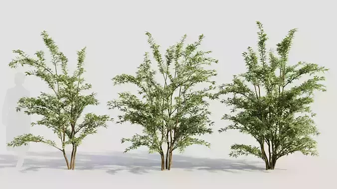 Cotoneaster francheti c