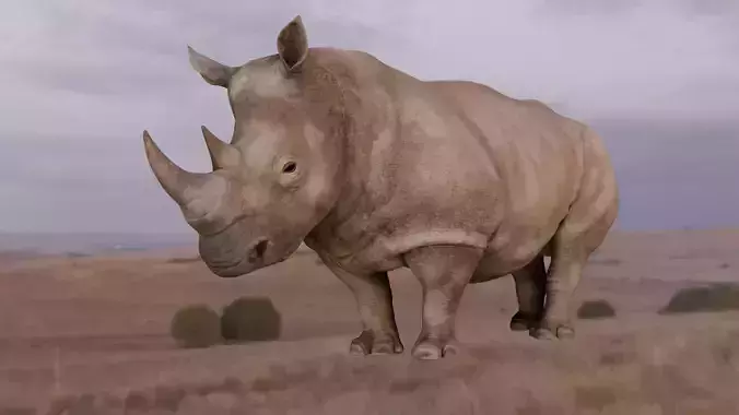 Rhino Animated and Rigged  Low-poly 3D model