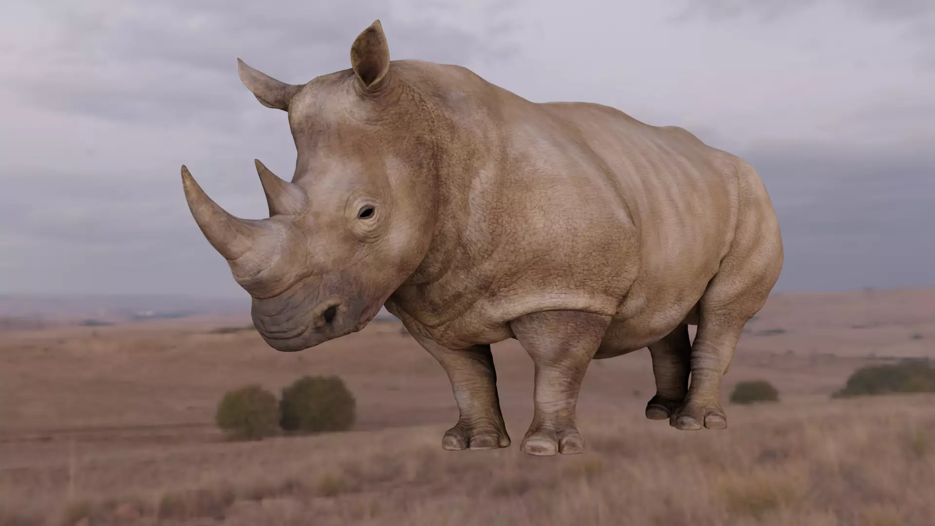 Rhino Animated and Rigged  Low-poly 3D model_0