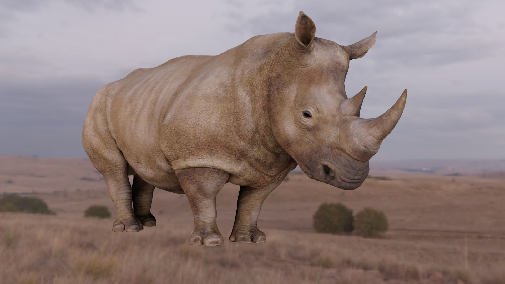 Rhino Animated and Rigged  Low-poly 3D model_12