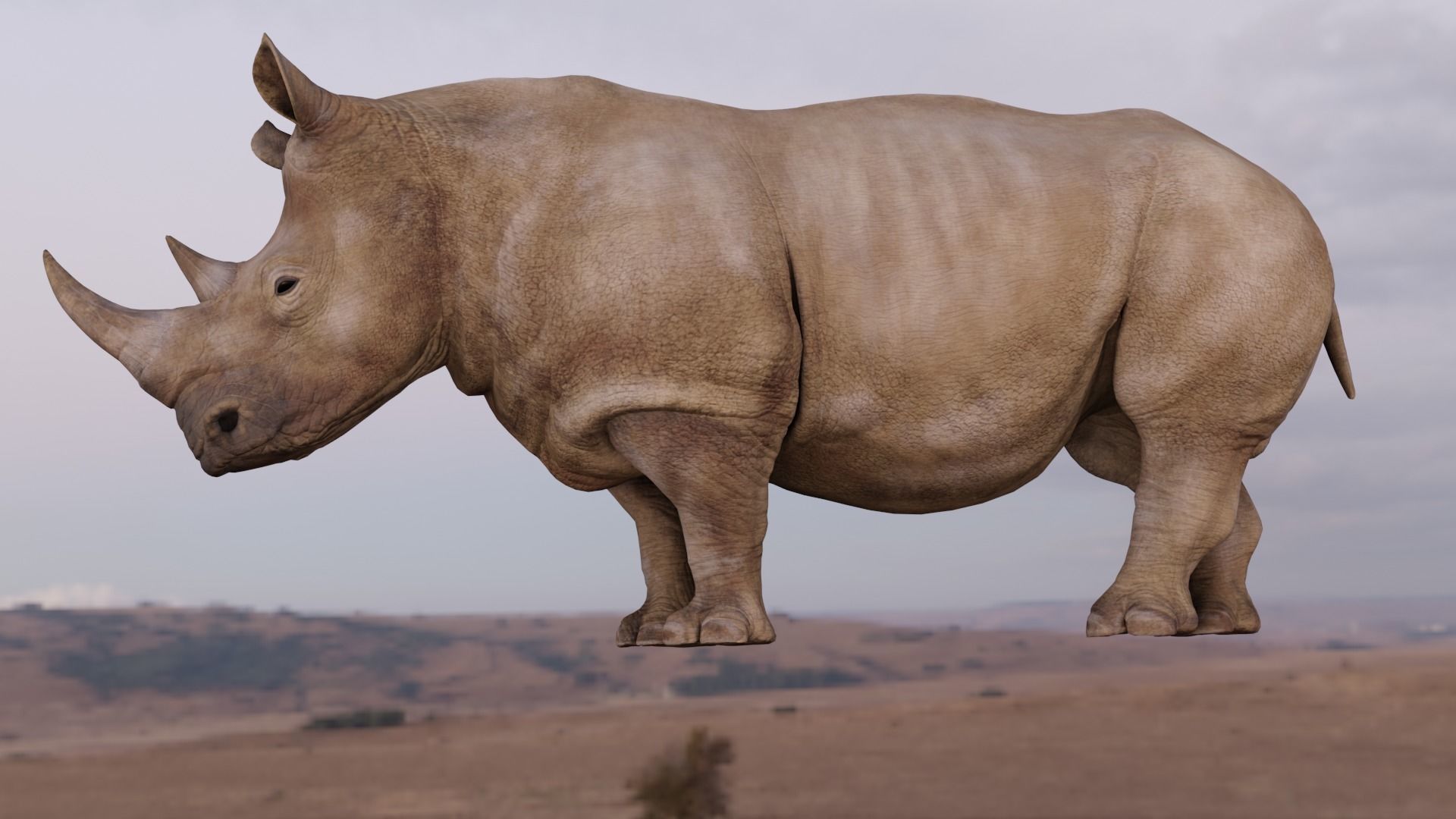 Rhino Animated and Rigged  Low-poly 3D model_7