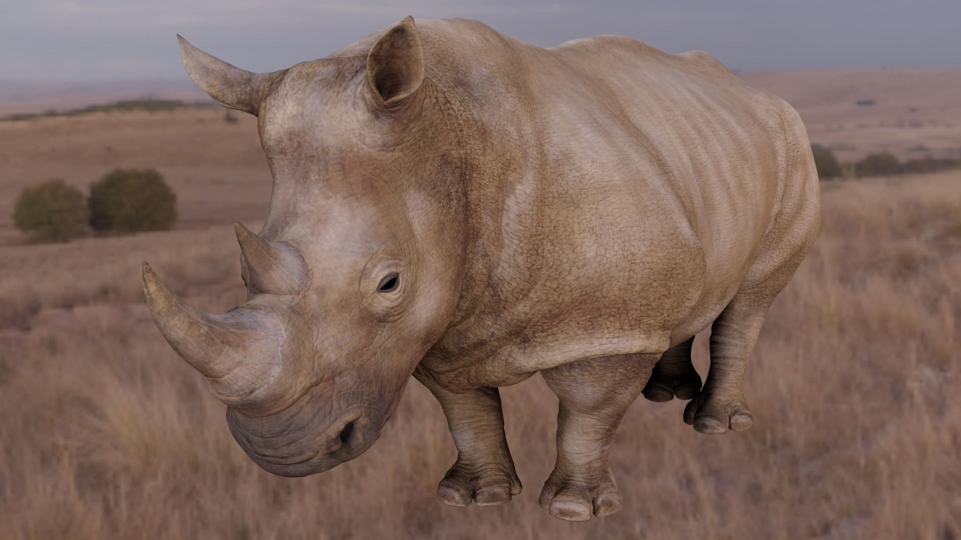 Rhino Animated and Rigged  Low-poly 3D model_5