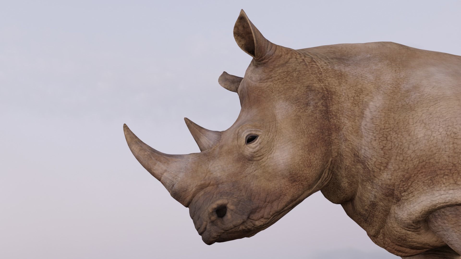 Rhino Animated and Rigged  Low-poly 3D model_9