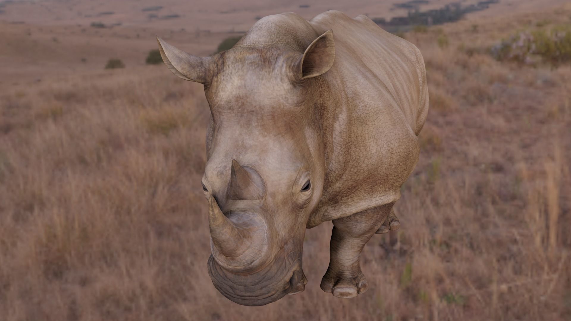 Rhino Animated and Rigged  Low-poly 3D model_6