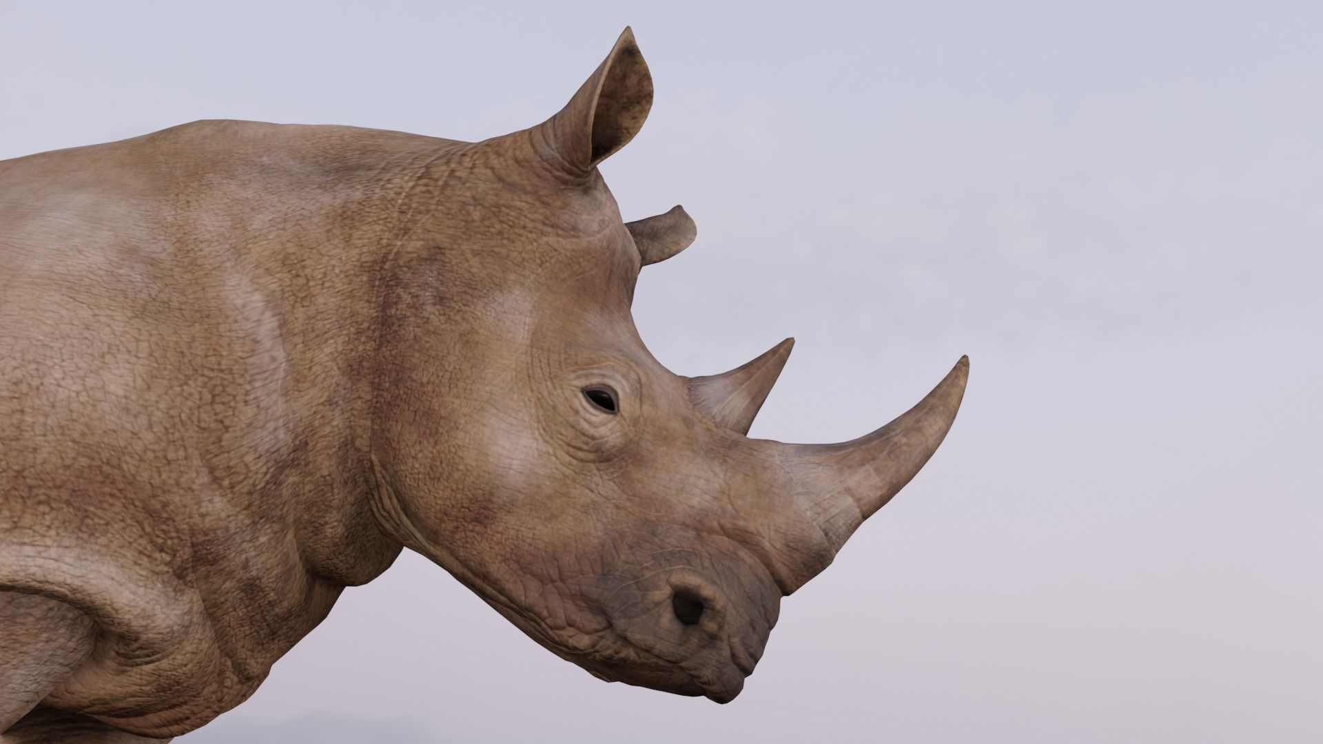 Rhino Animated and Rigged  Low-poly 3D model_20
