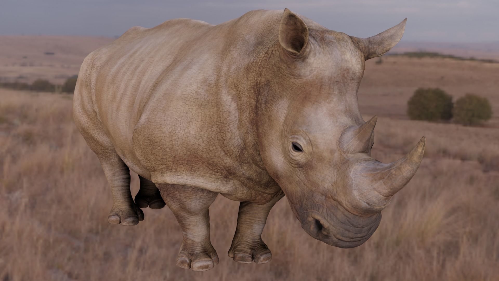 Rhino Animated and Rigged  Low-poly 3D model_16