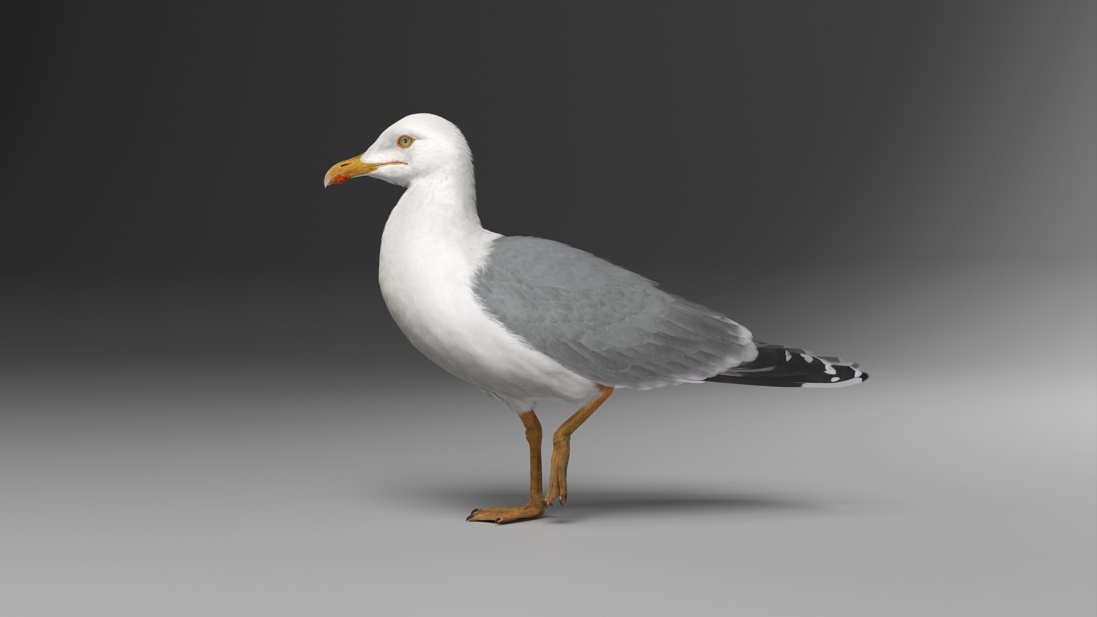 Seagull Animation - VFX Grace 3D model_13