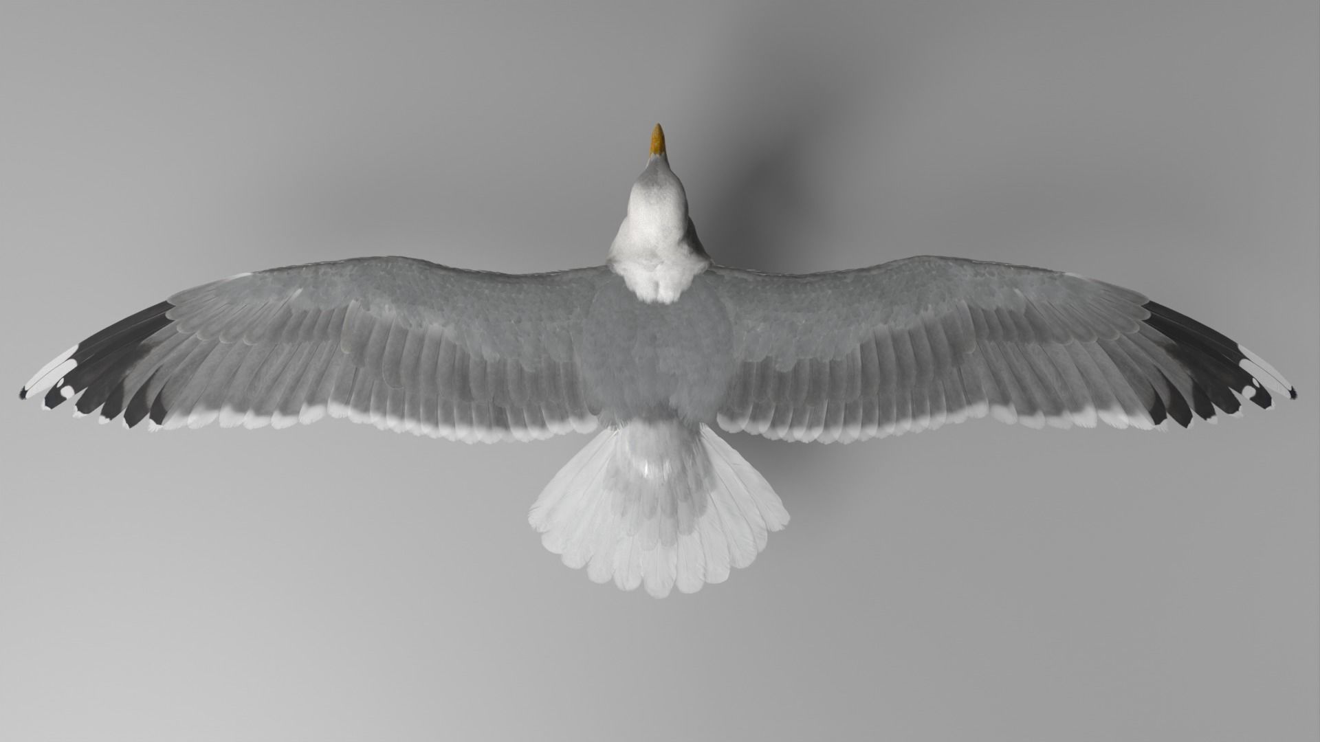 Seagull Animation - VFX Grace 3D model_17