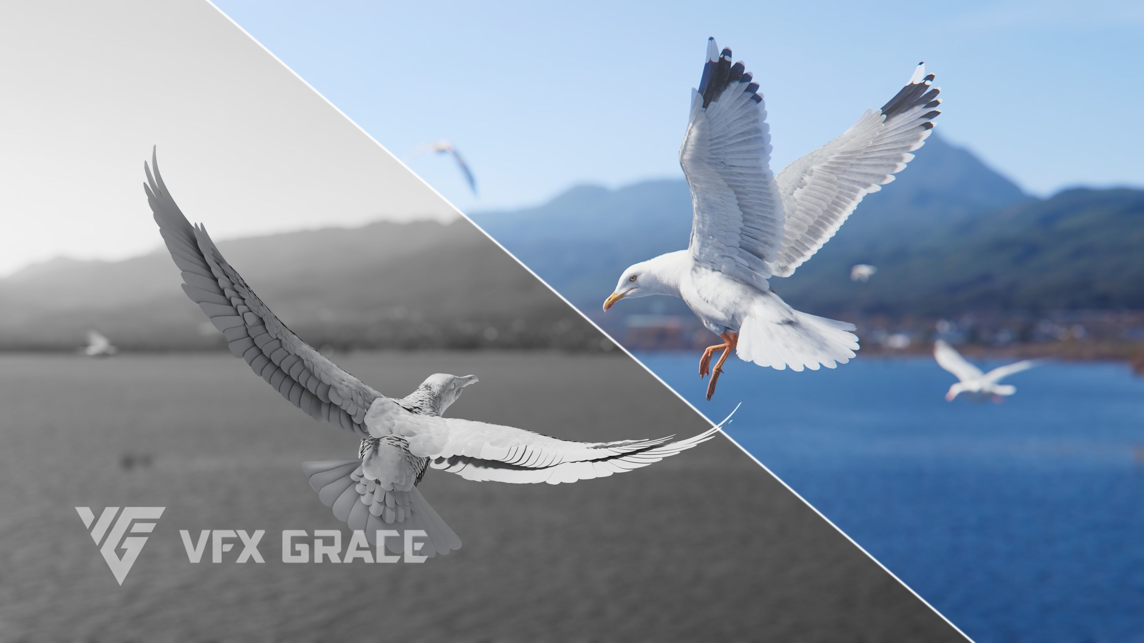 Seagull Animation - VFX Grace 3D model_8