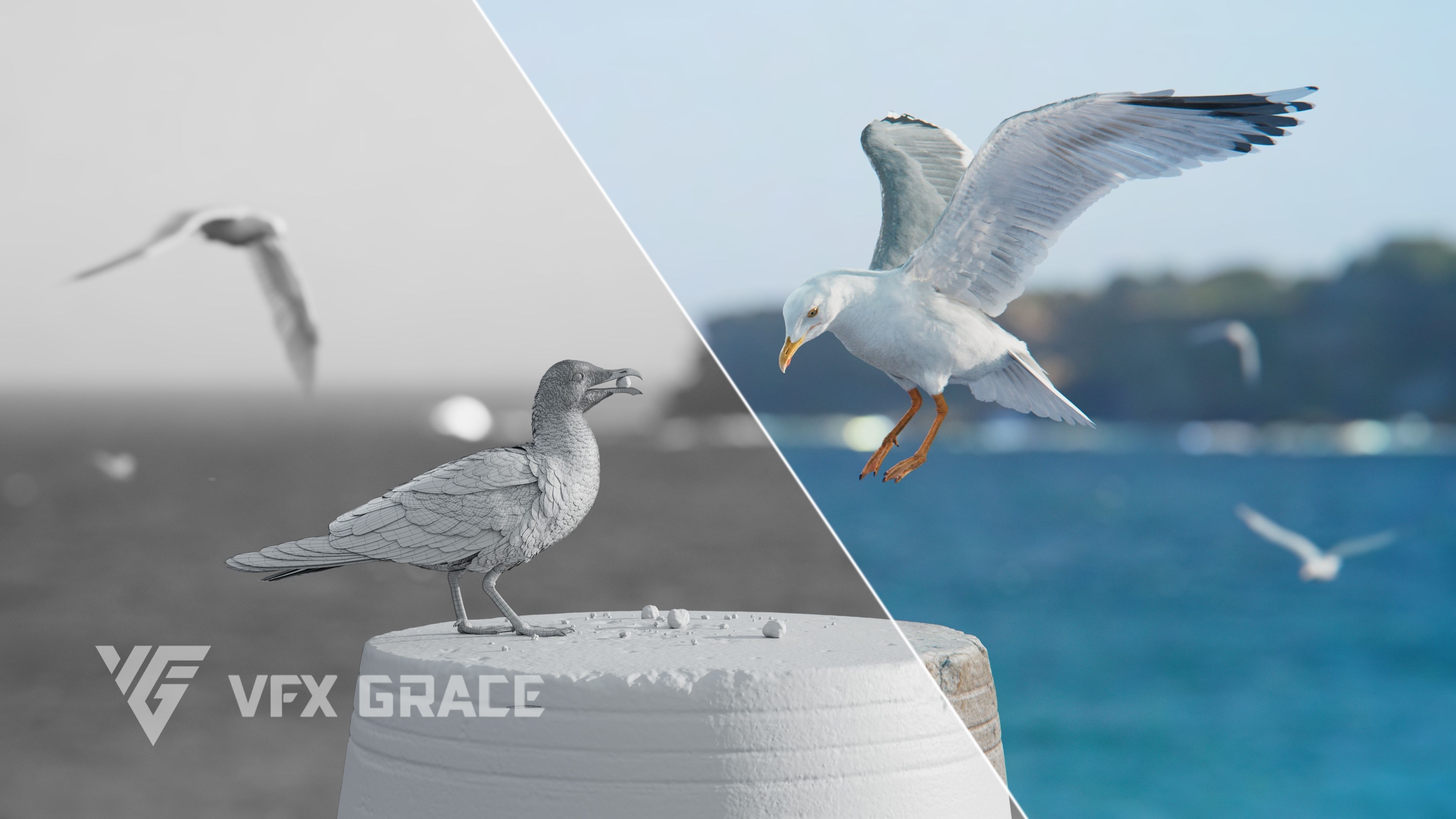 Seagull Animation - VFX Grace 3D model_12