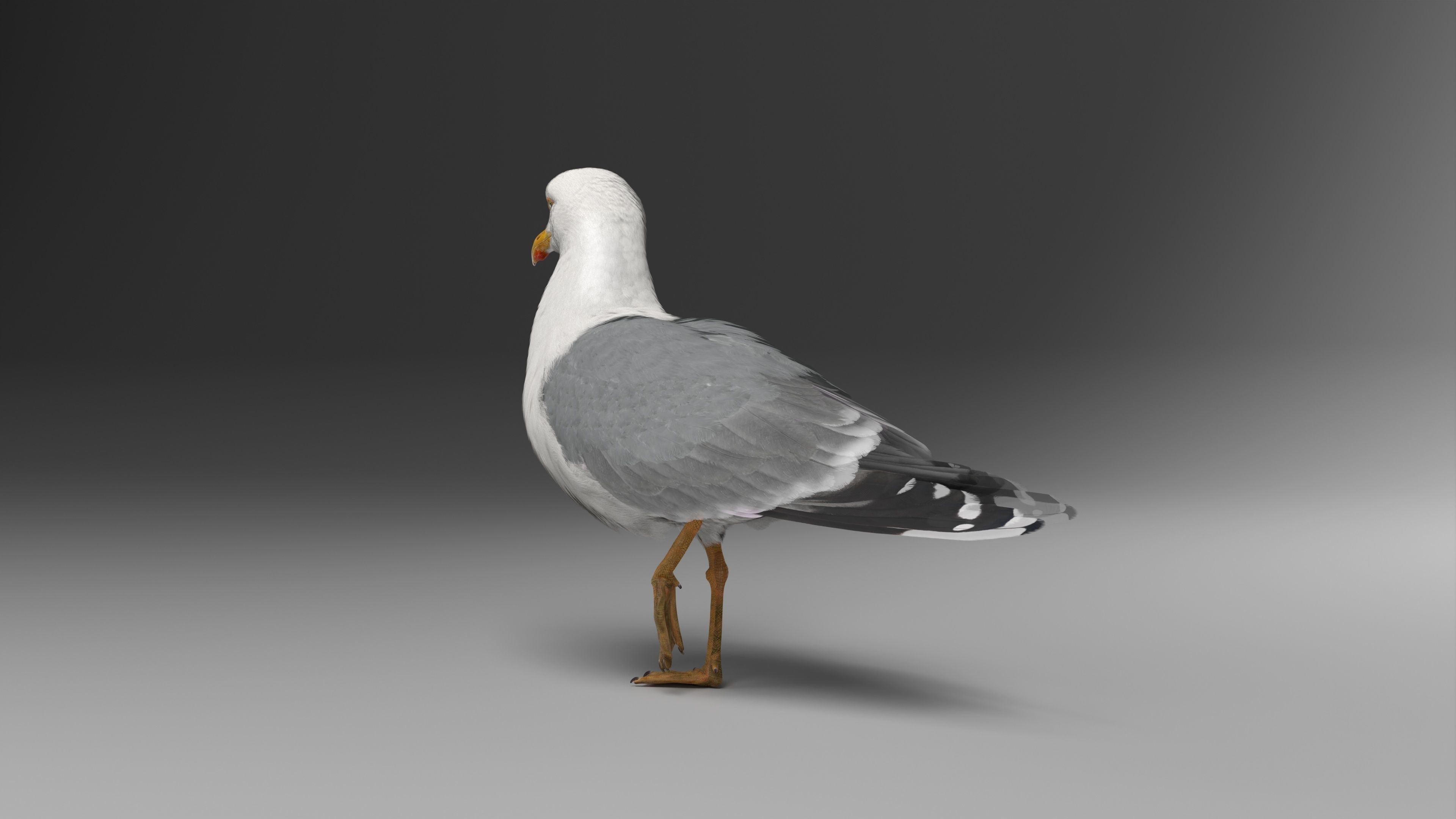 Seagull Animation - VFX Grace 3D model_15