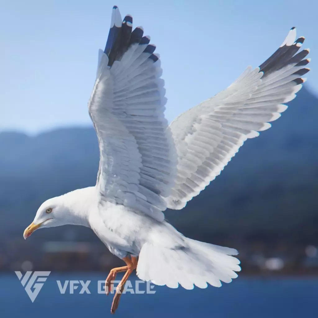 Seagull Animation - VFX Grace 3D model_0