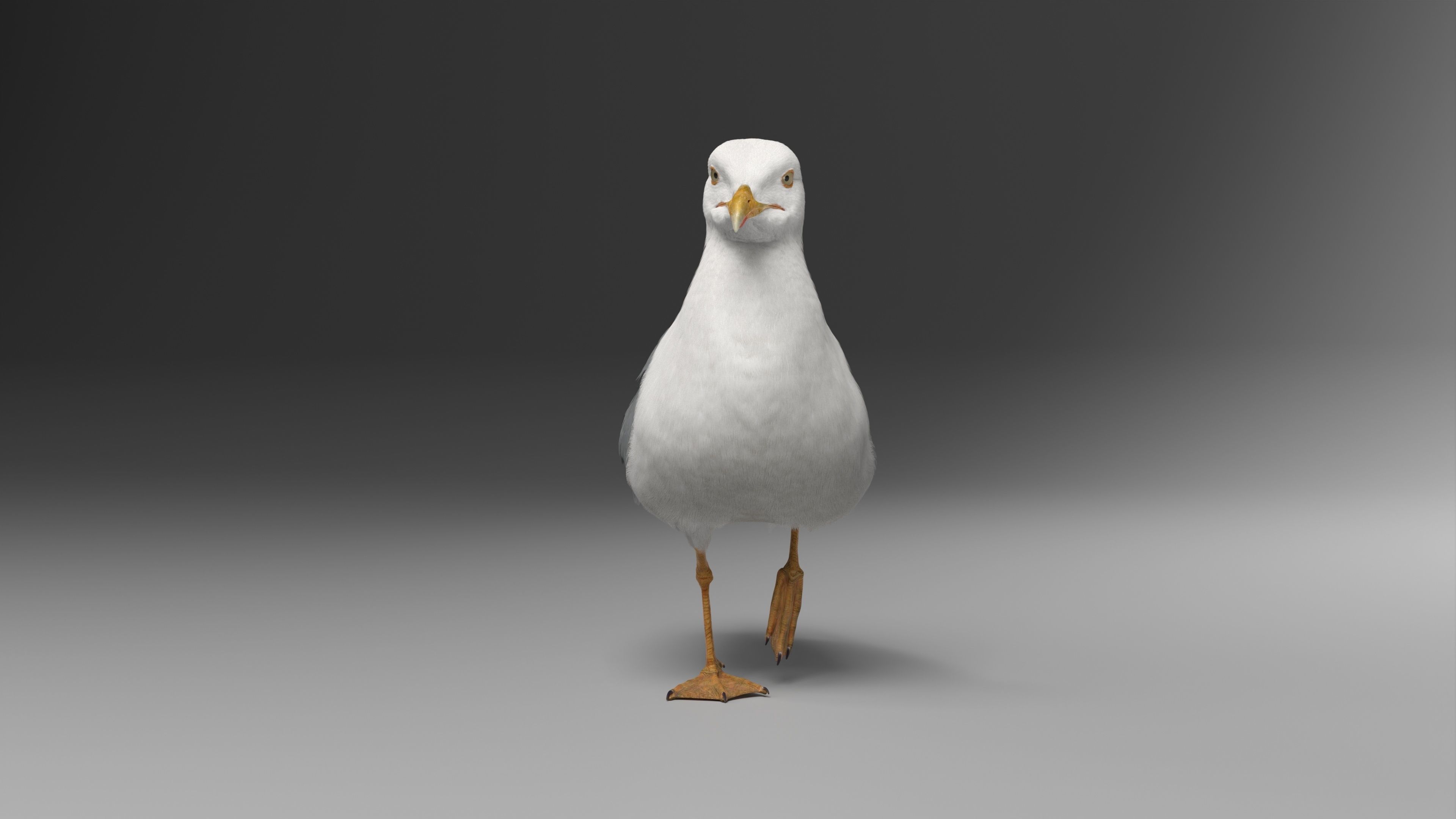 Seagull Animation - VFX Grace 3D model_16
