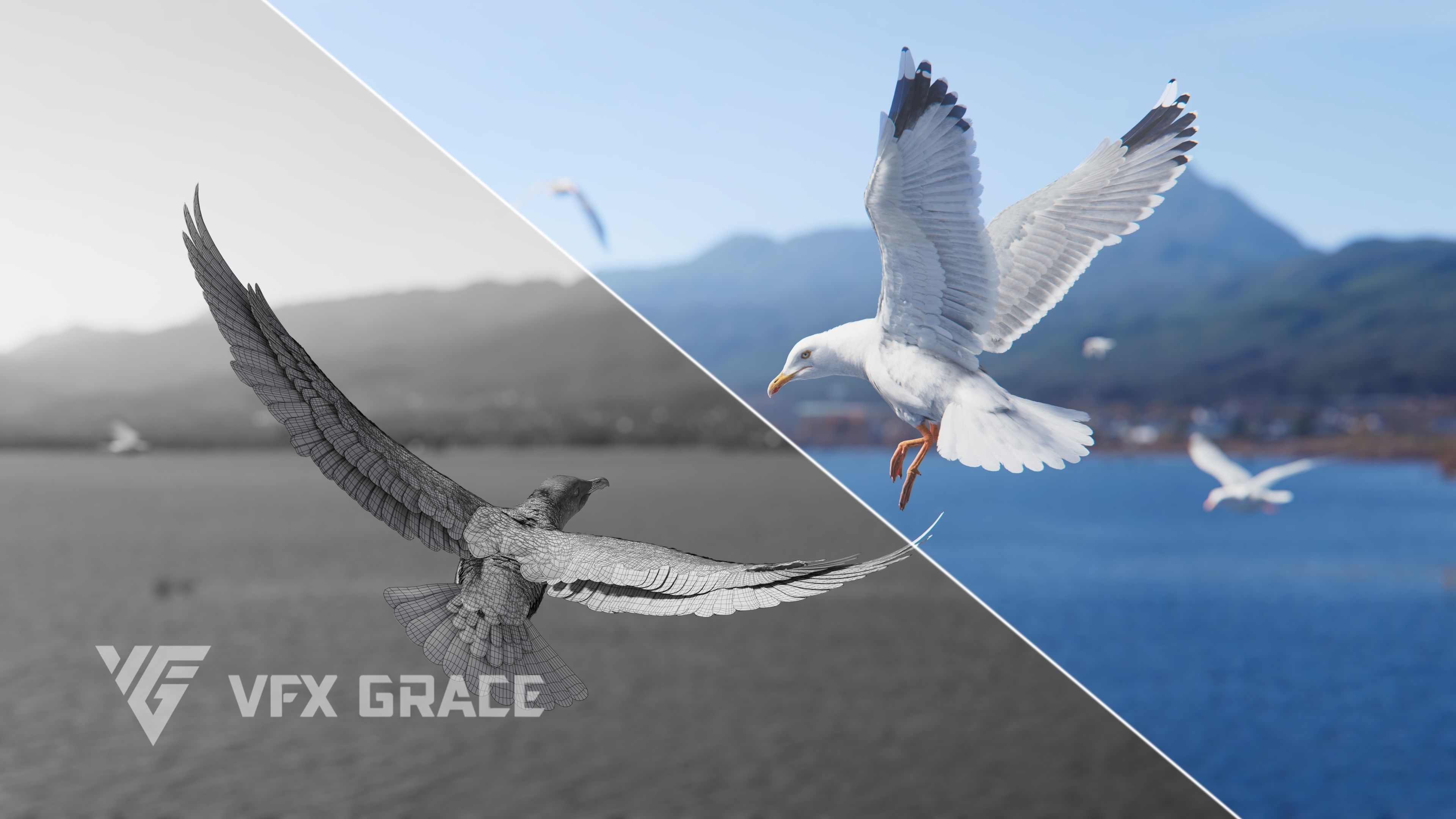 Seagull Animation - VFX Grace 3D model_9