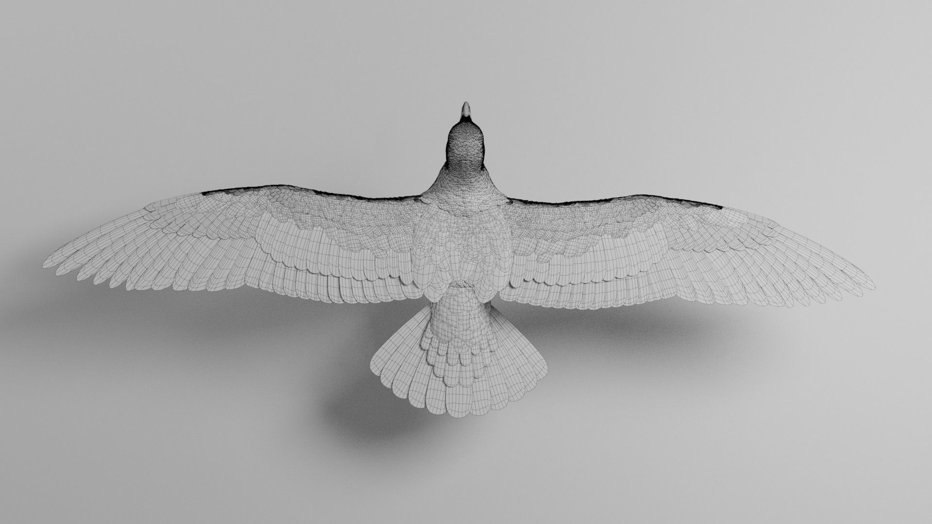 Seagull Animation - VFX Grace 3D model_33