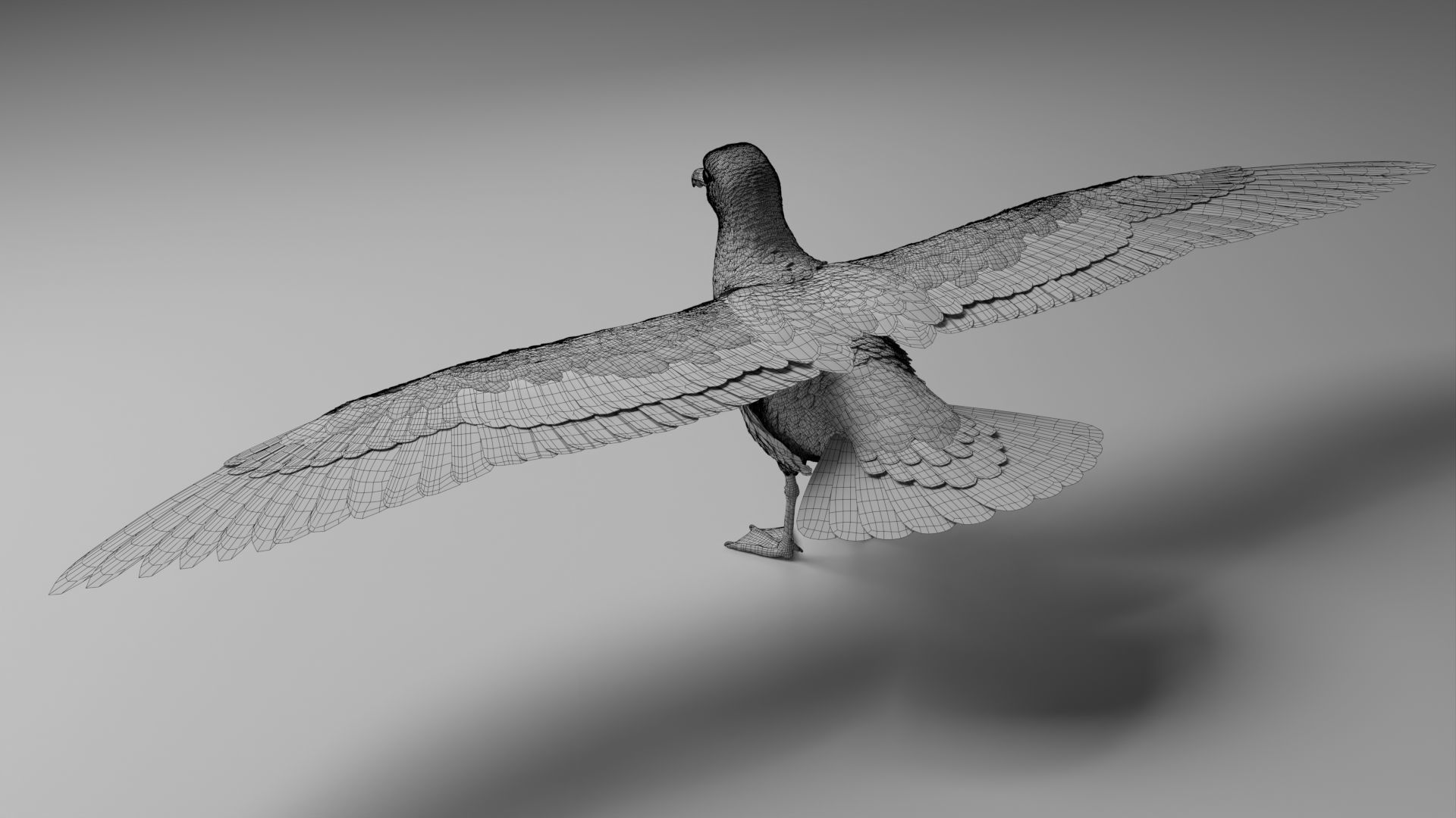 Seagull Animation - VFX Grace 3D model_32