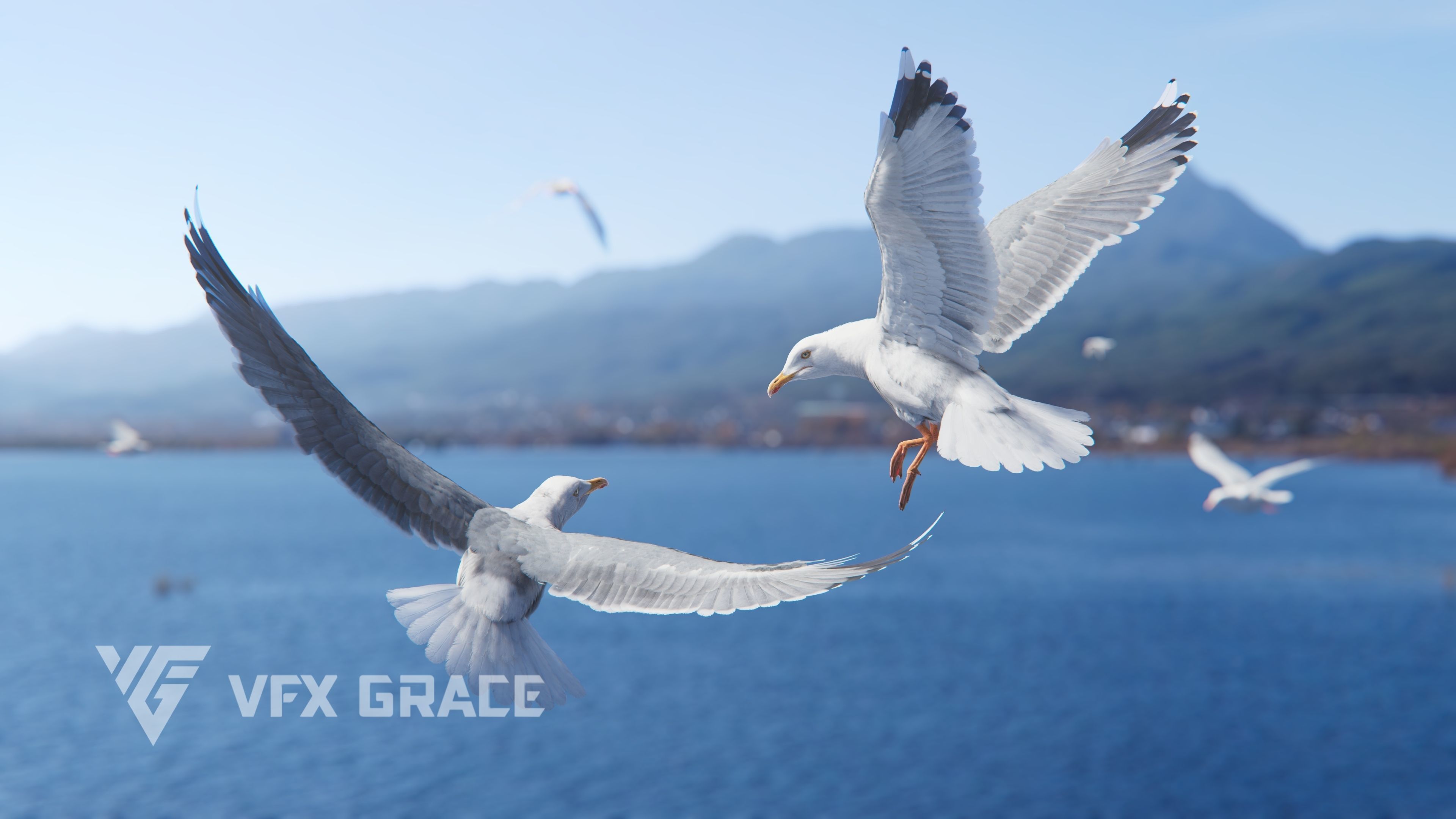 Seagull Animation - VFX Grace 3D model_7