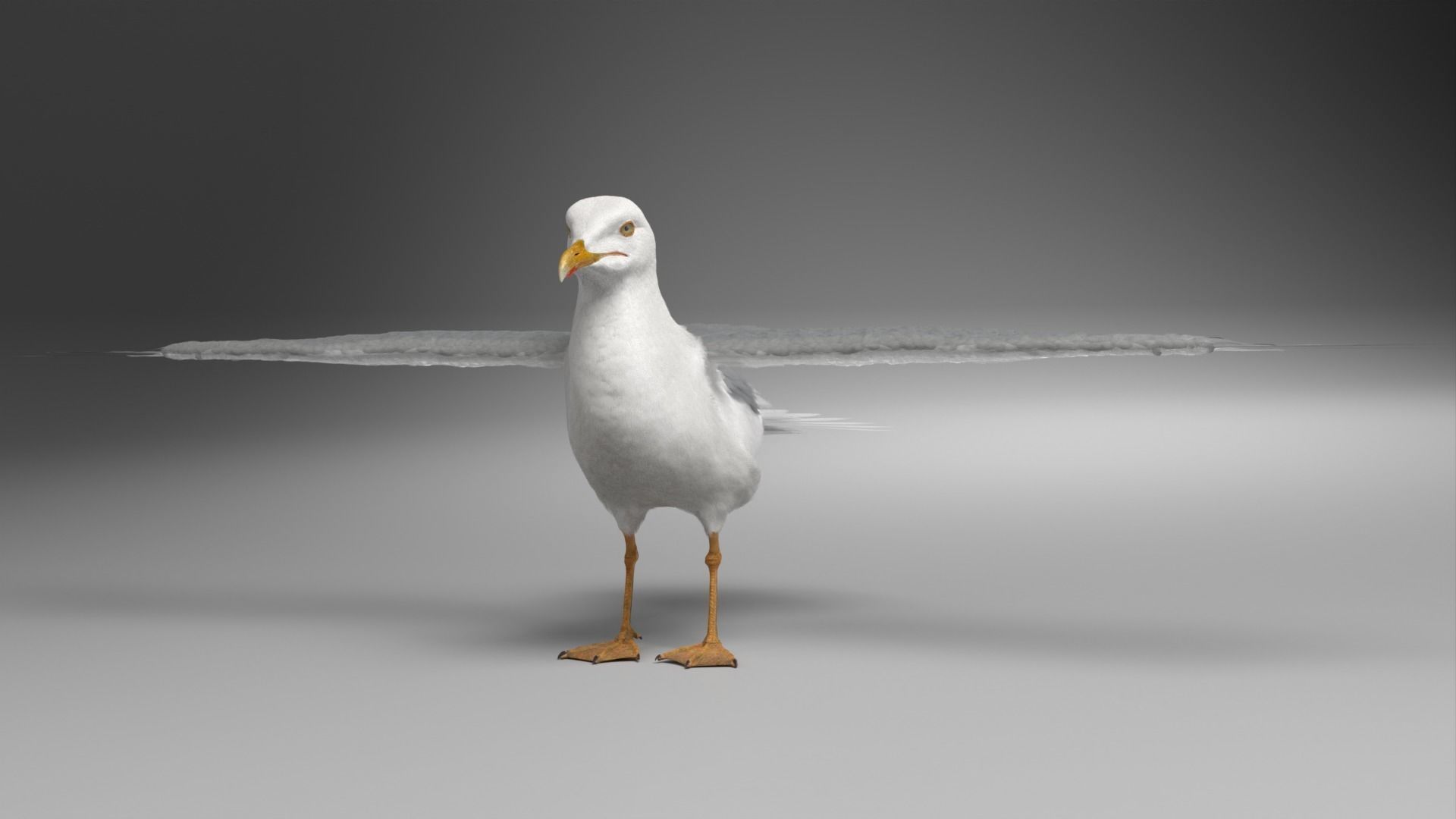 Seagull Animation - VFX Grace 3D model animated rigged | CGTrader