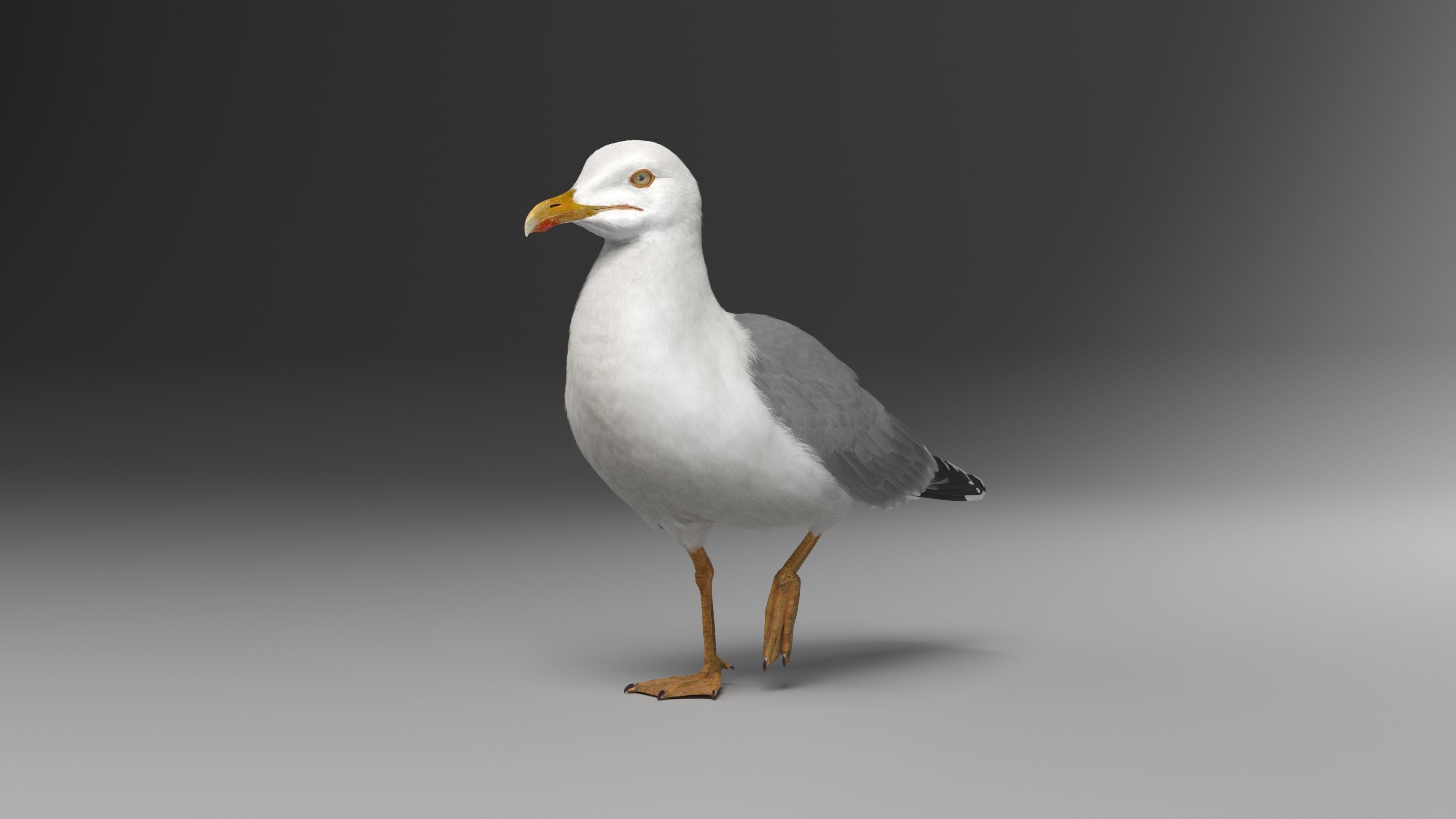 Seagull Animation - VFX Grace 3D model_14